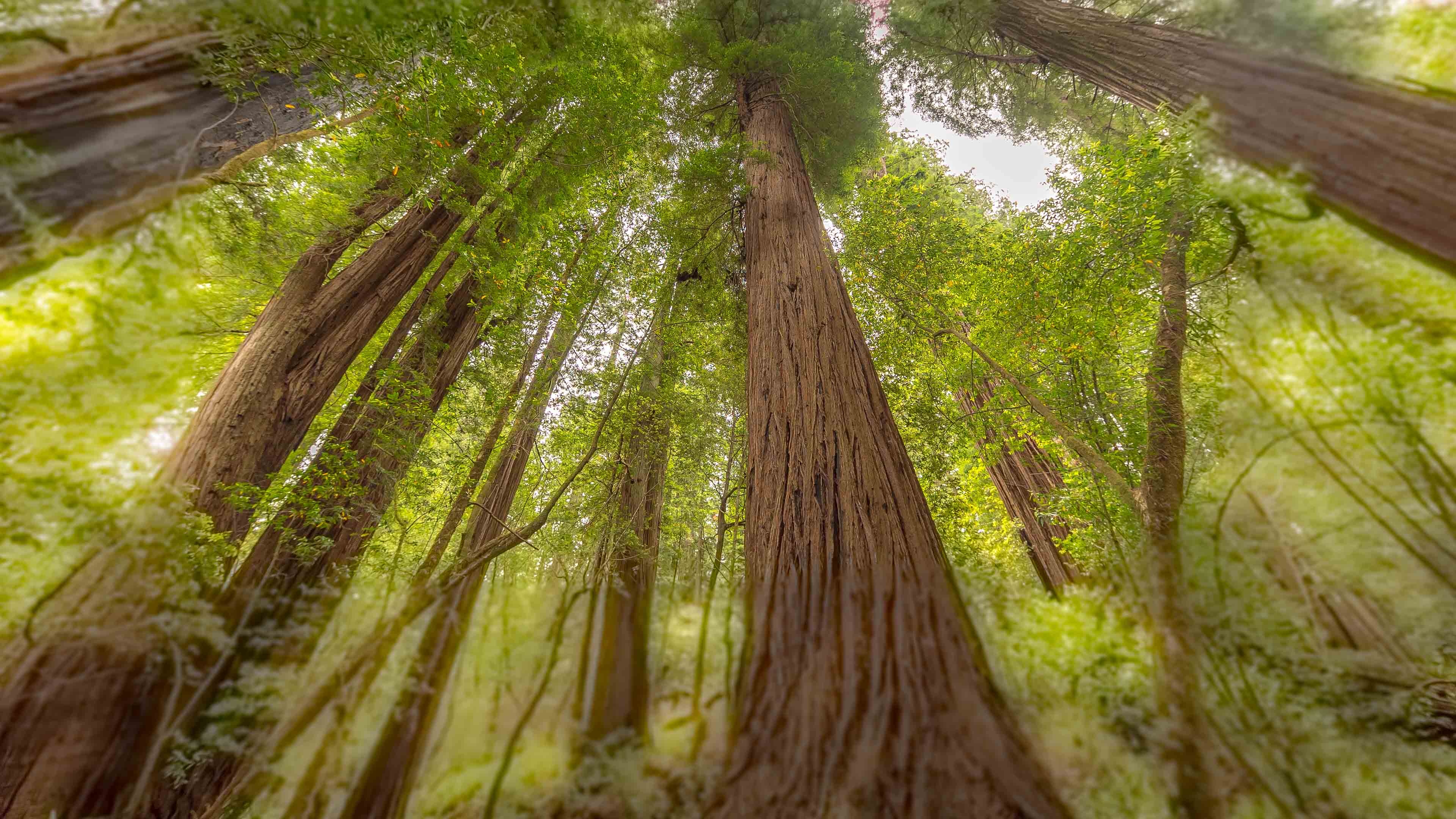 Emerald ridge beauty, Towering grove, Nature's serenity, Tranquil ambiance, 3840x2160 4K Desktop