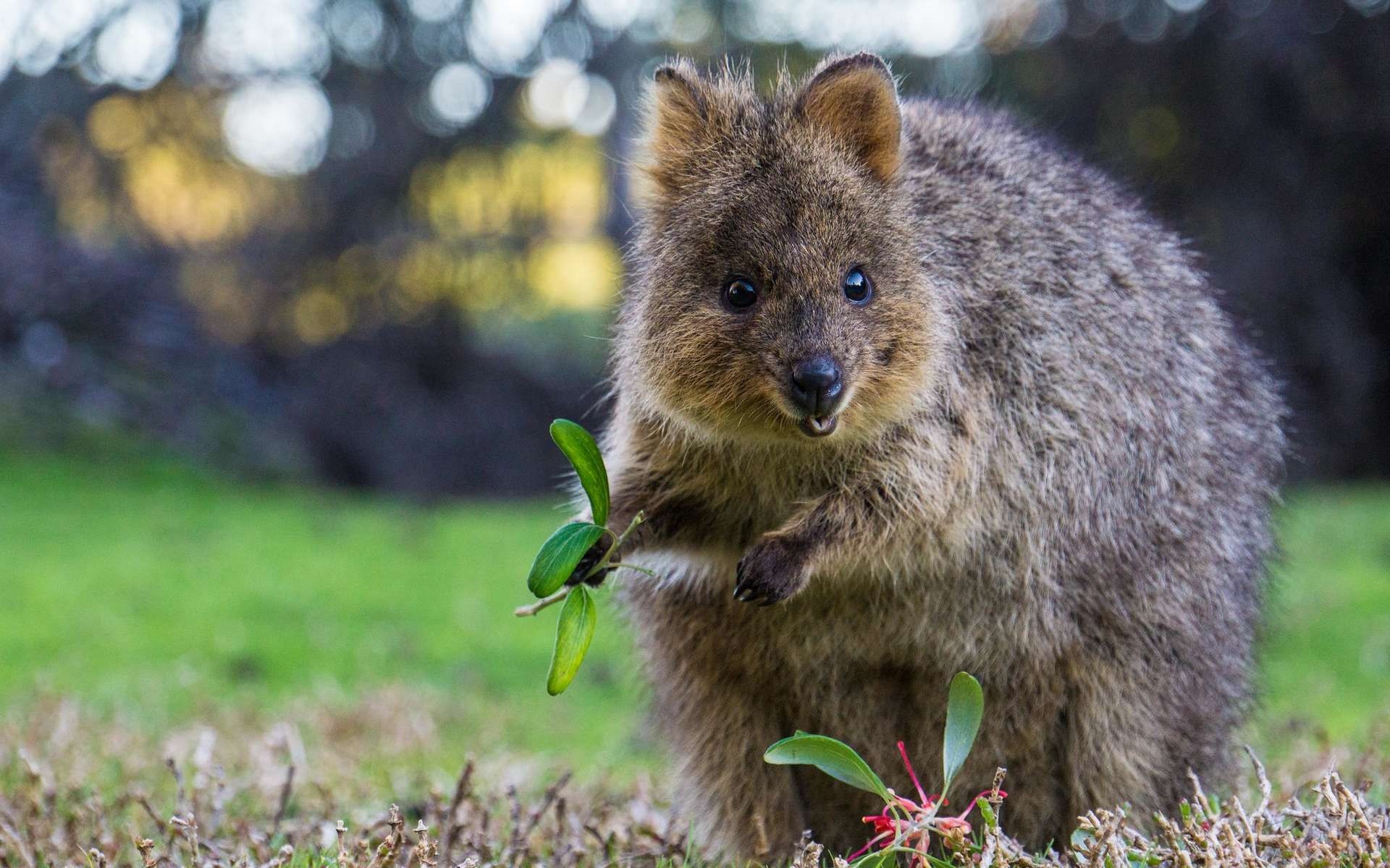 Quokka definition, Indigenous Australian mammal, Friendly marsupial, Wild animal, 1920x1200 HD Desktop