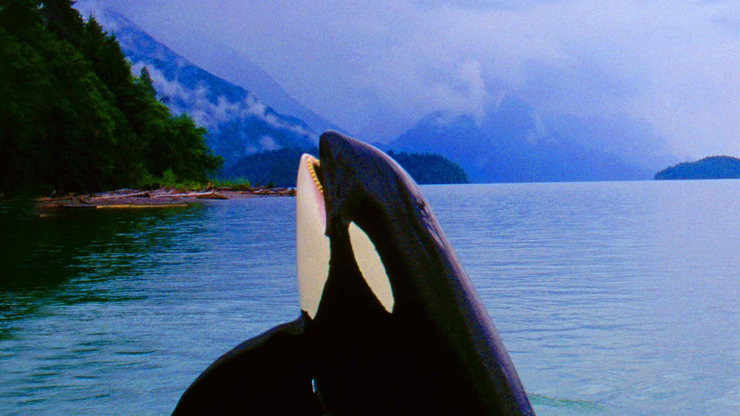 Free Willy 3: The Rescue, Free Willy Wallpaper, 2560x1440 HD Desktop