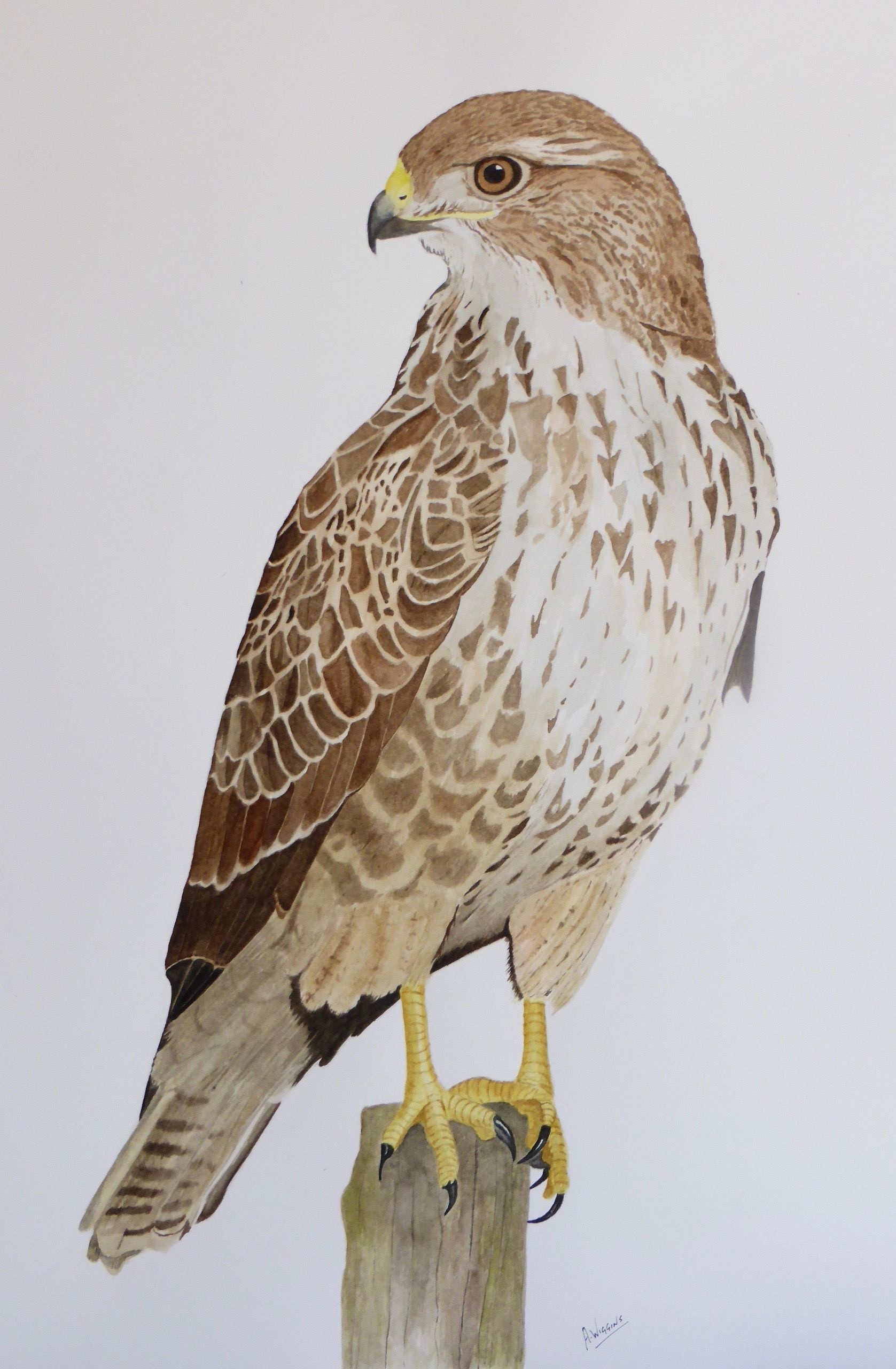 Buzzard (Animal), Common colour painting, Detailed bird drawings, Watercolor artwork, 1680x2560 HD Phone