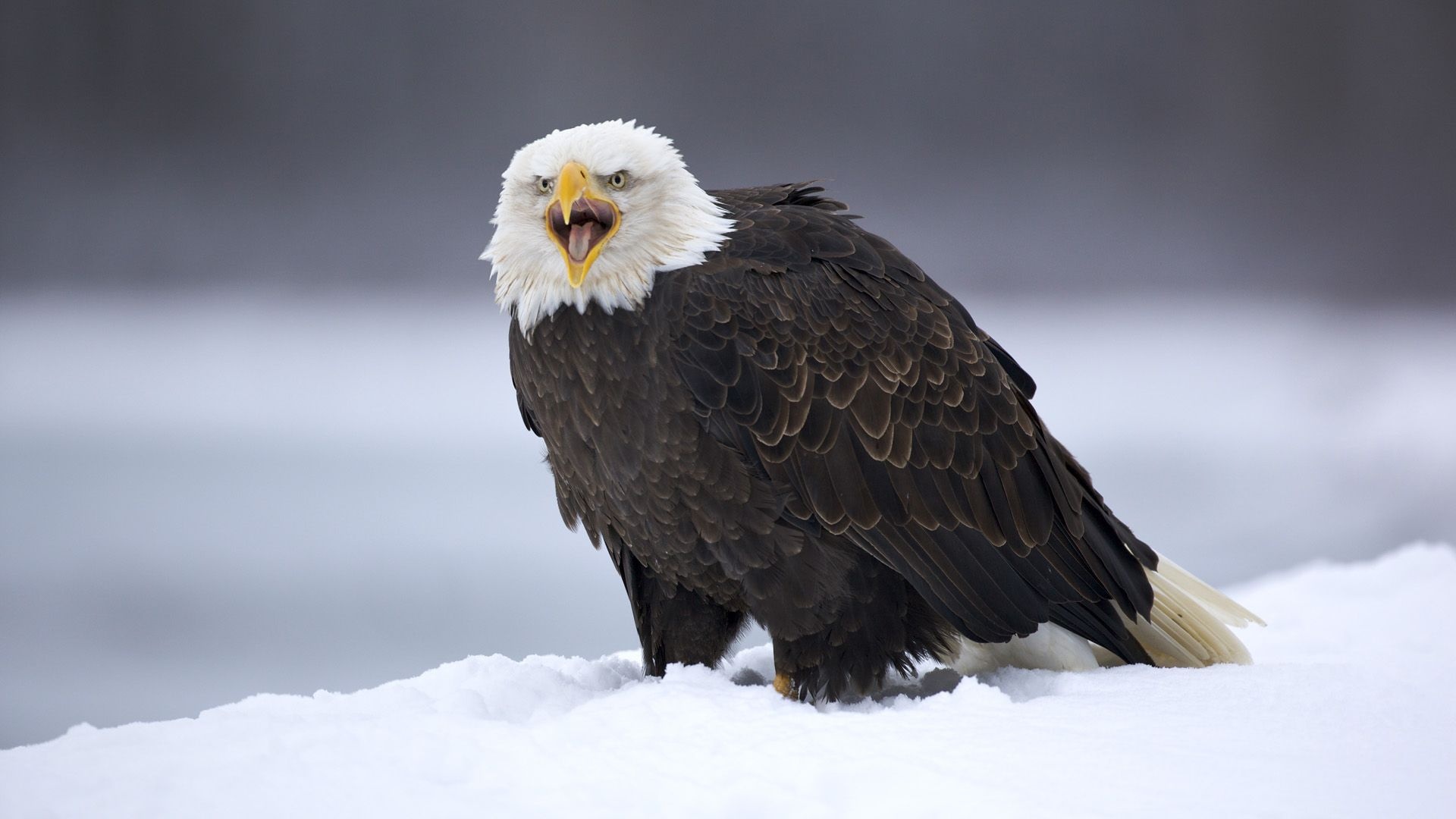 Bald Eagle, Chilkat Bald Eagle Preserve, Wildlife in Alaska, Animal wallpaper, 1920x1080 Full HD Desktop