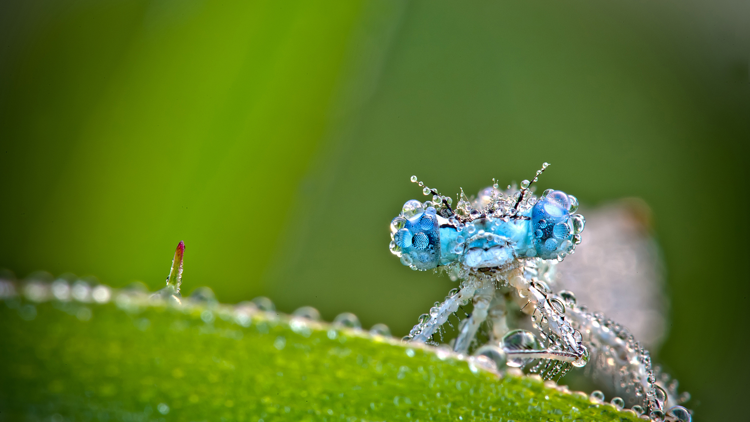 Dragonfly, Biology Wallpaper, 2560x1440 HD Desktop