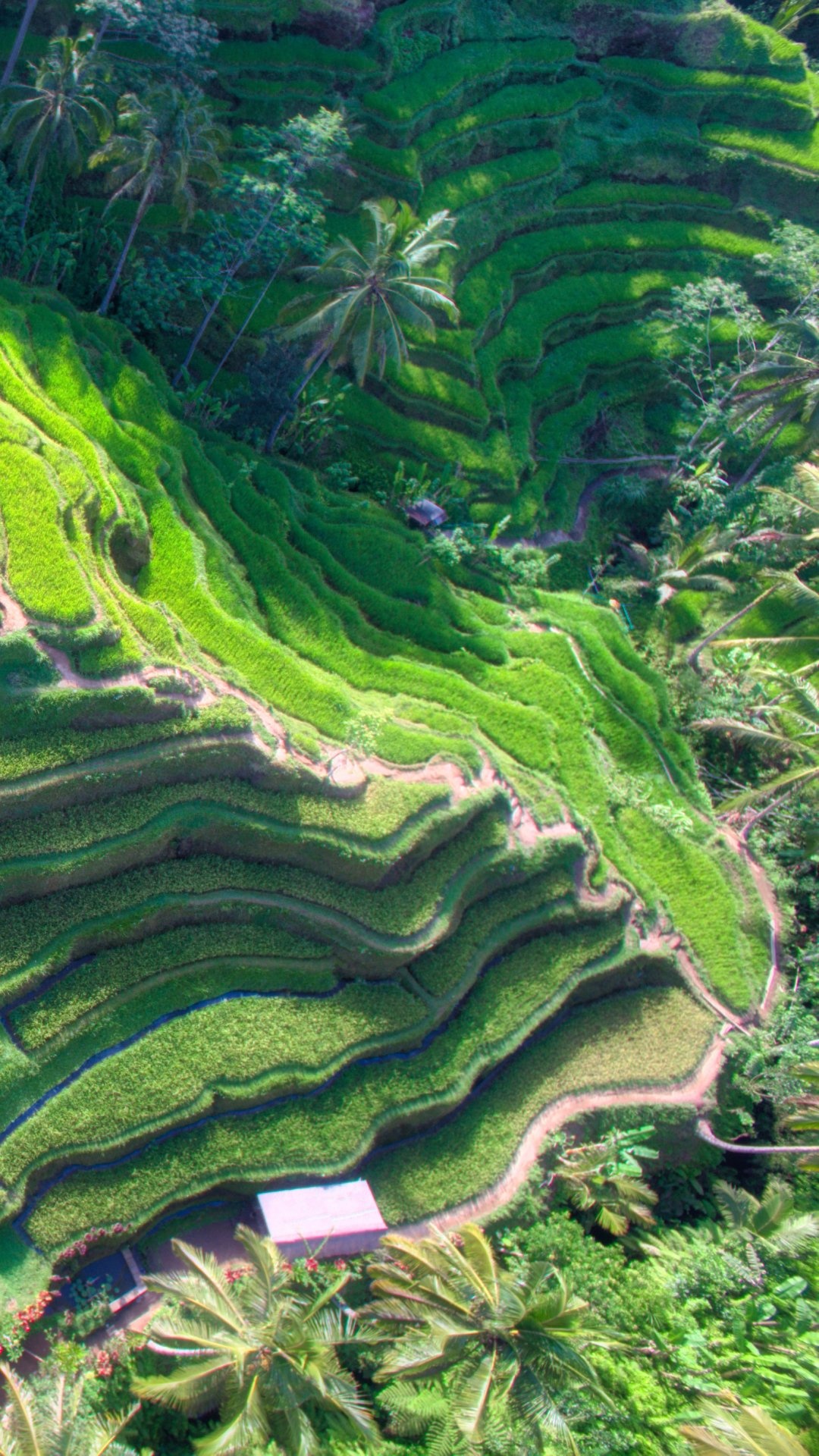 Man-made wonder, Ingenious design, Terrace farming, Natural harmony, 1080x1920 Full HD Phone