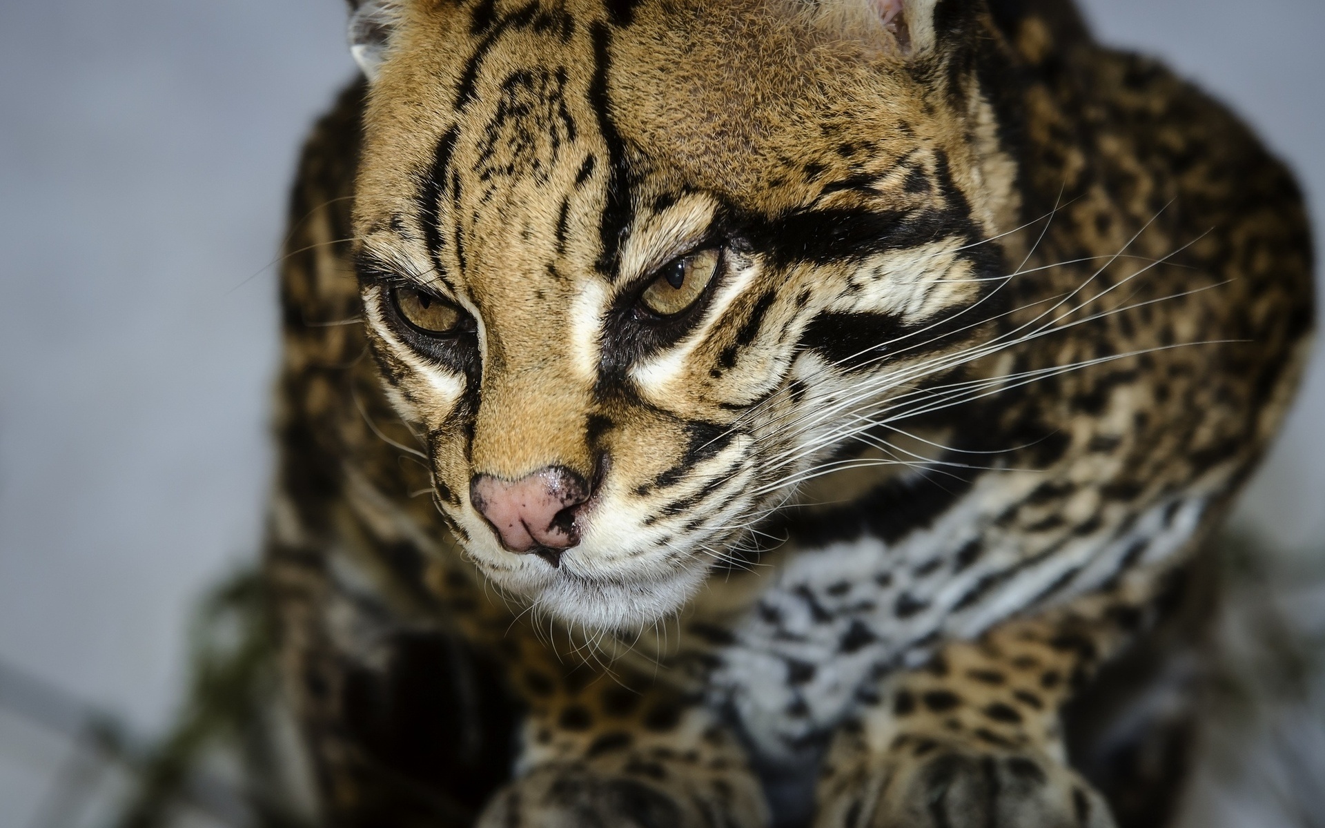 Ocelot pictures, Beautiful portraits, Agile hunters, Graceful movements, 1920x1200 HD Desktop