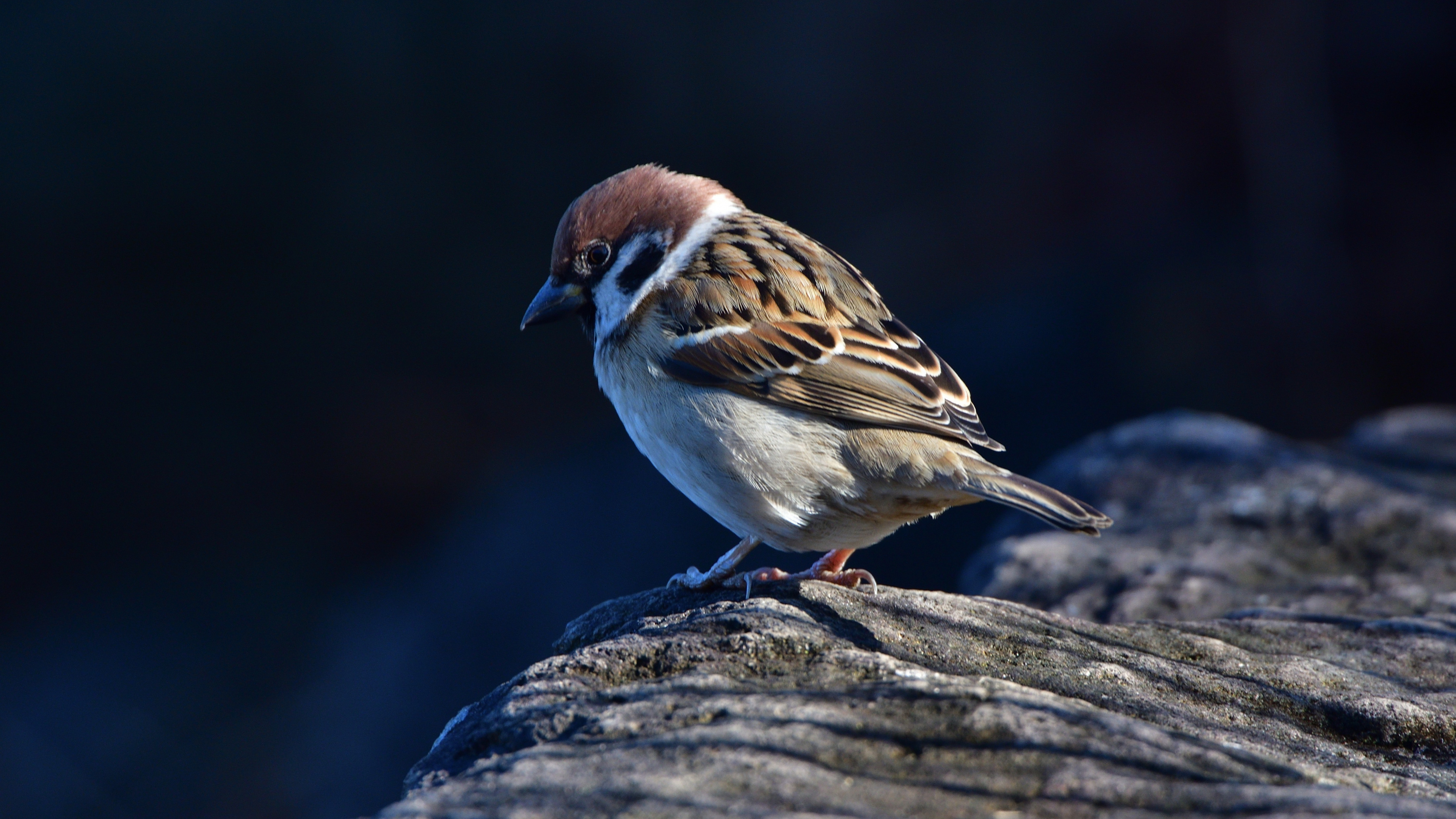 Small bird portrait, 4K UHD wallpaper, Wide 16:9 wallpaper, HD background image, 3840x2160 4K Desktop