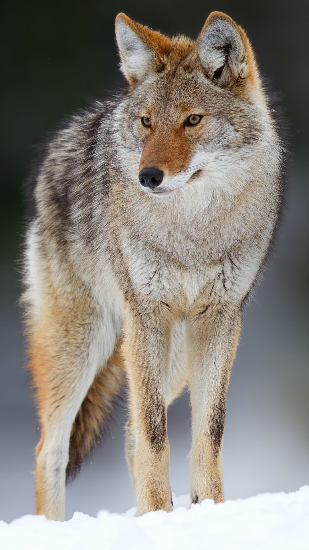 Coyote, Striking visuals, Captivating artwork, Awe-inspiring landscapes, 1080x1920 Full HD Phone