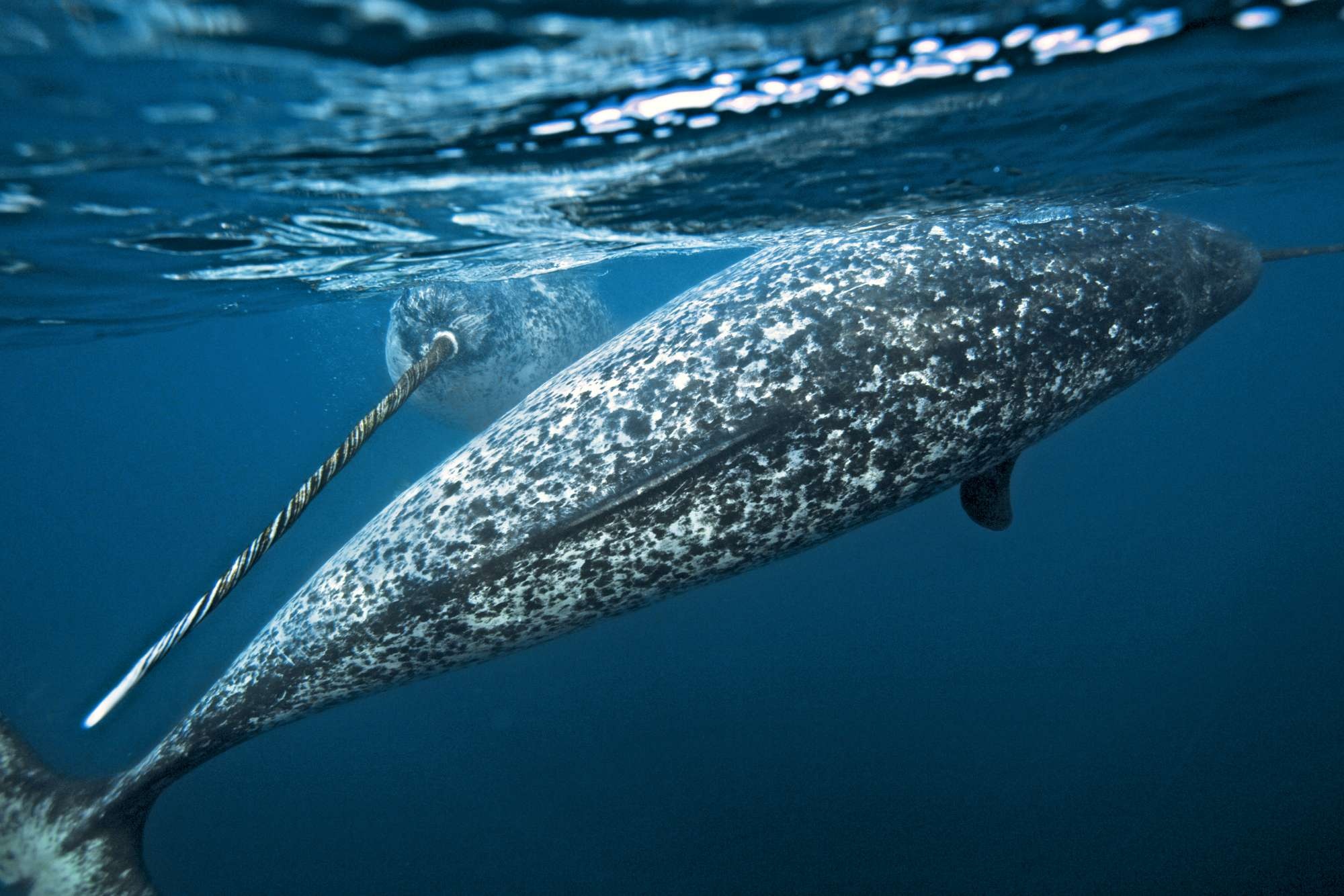 Narwhal, Unicorns of the sea, Paul Nicklen, 2000x1340 HD Desktop