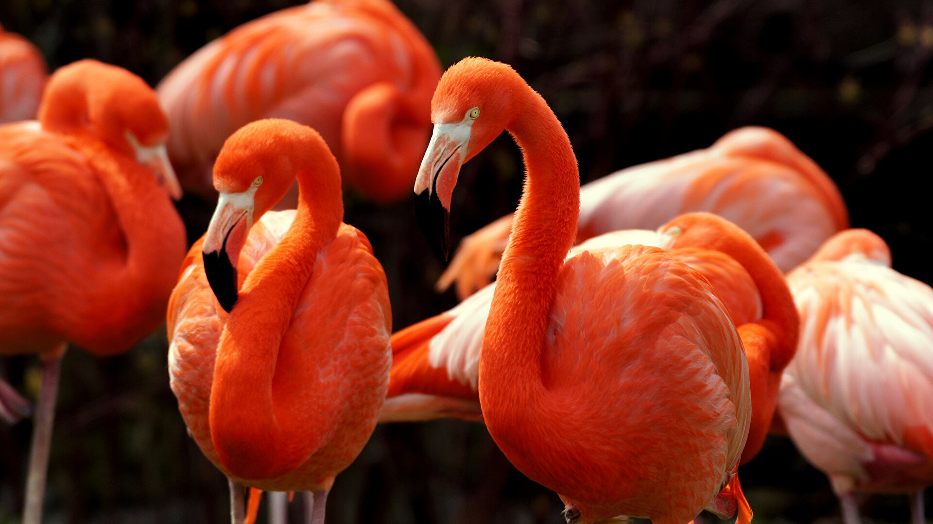 Graceful flamingo, Nature's flamboyance, Serene and beautiful, Pink and elegant, 1920x1080 Full HD Desktop