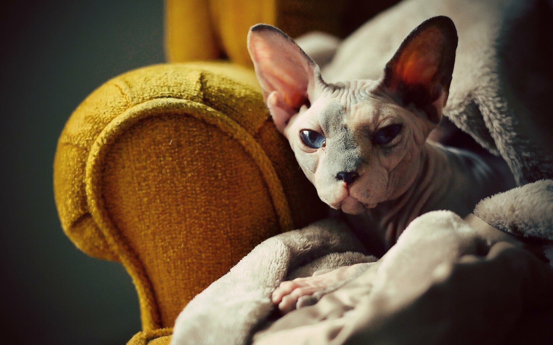 Sphynx Cat, High-quality wallpapers, Stunning cat photos, HD pictures, 1920x1200 HD Desktop