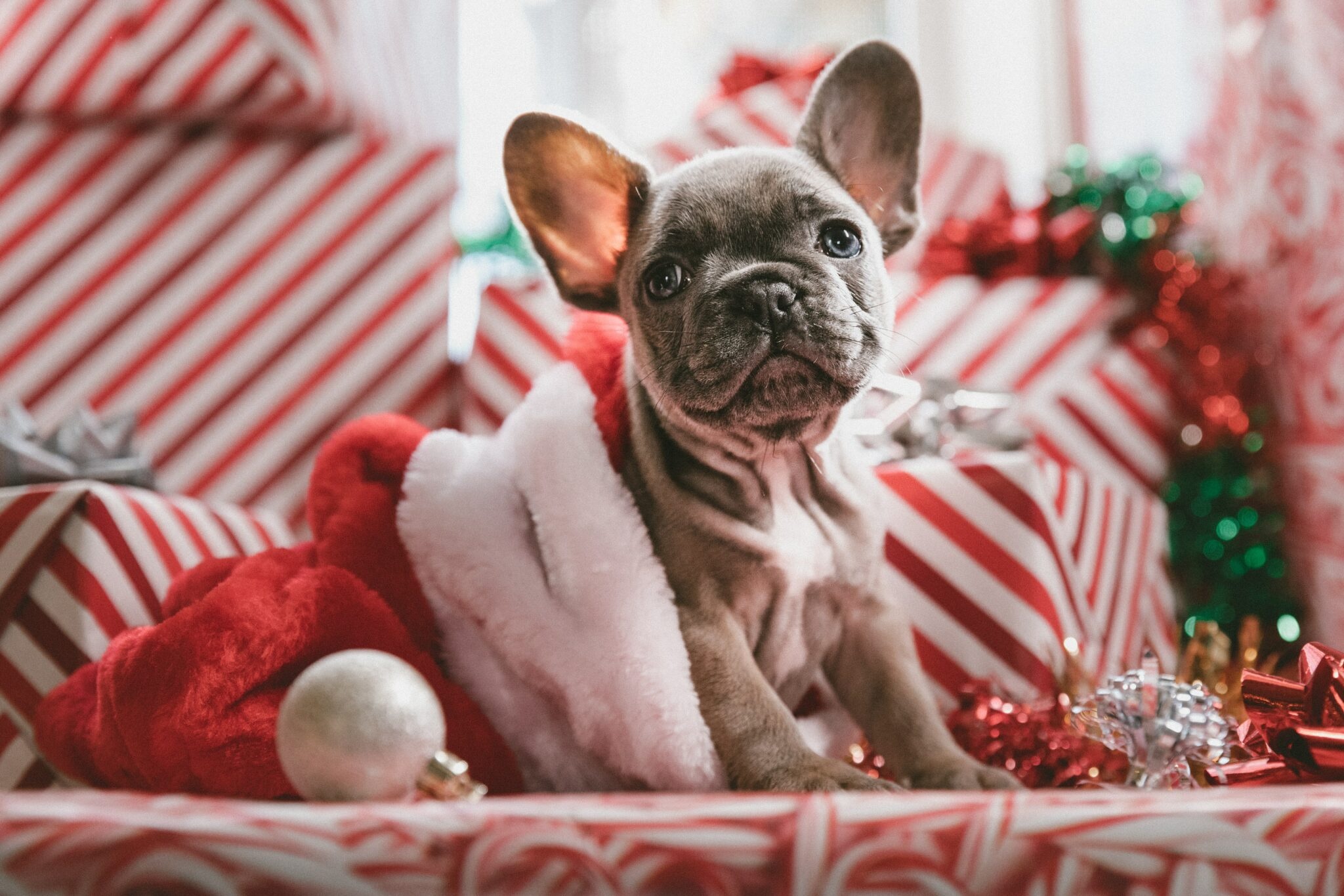 Puppy, Cute Christmas Wallpaper, 2050x1370 HD Desktop