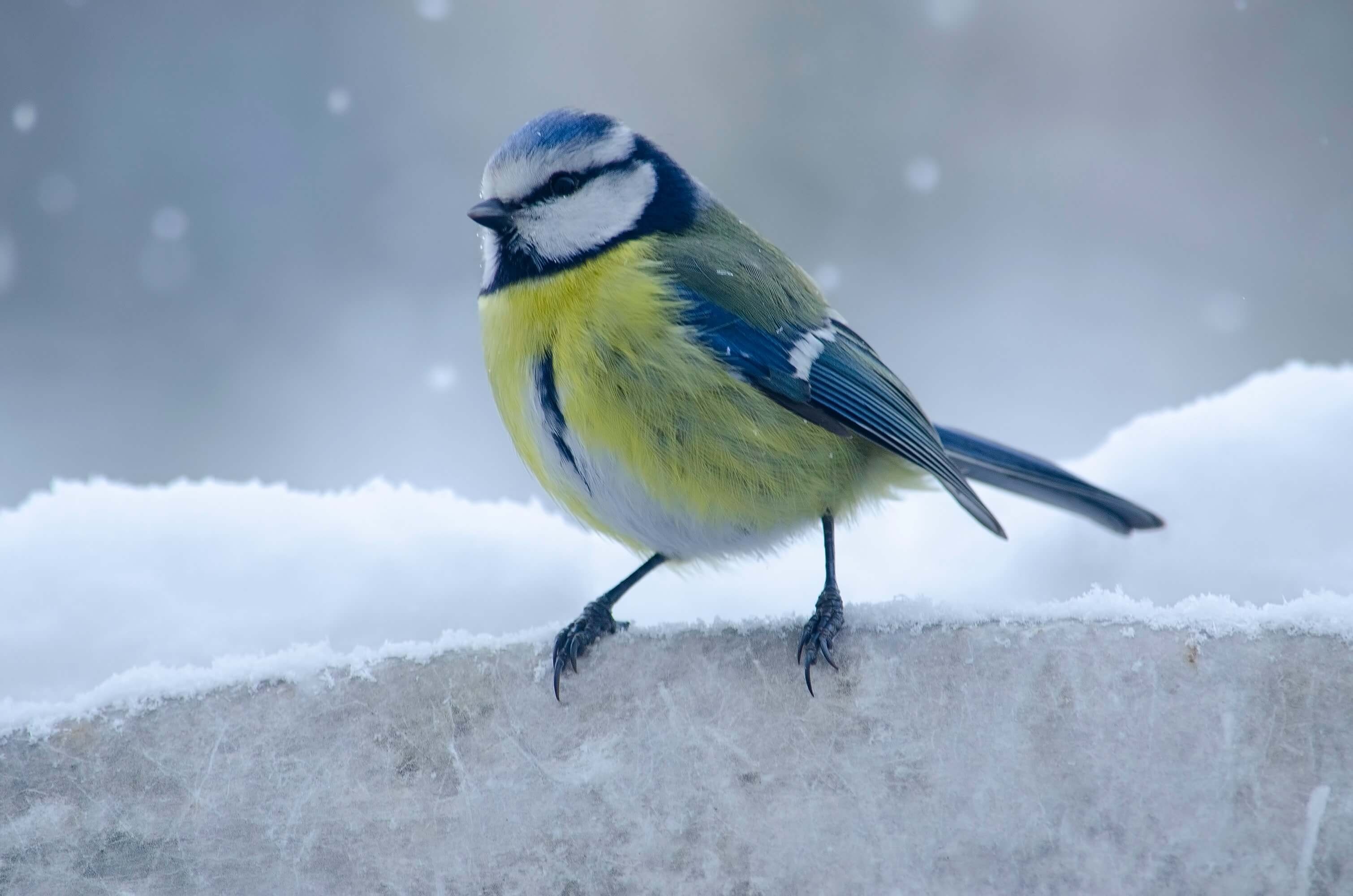 Blue Tit Facts, Eurasian Blue Tit, Little Peckers, Fascinating Bird Behavior, 3020x2000 HD Desktop