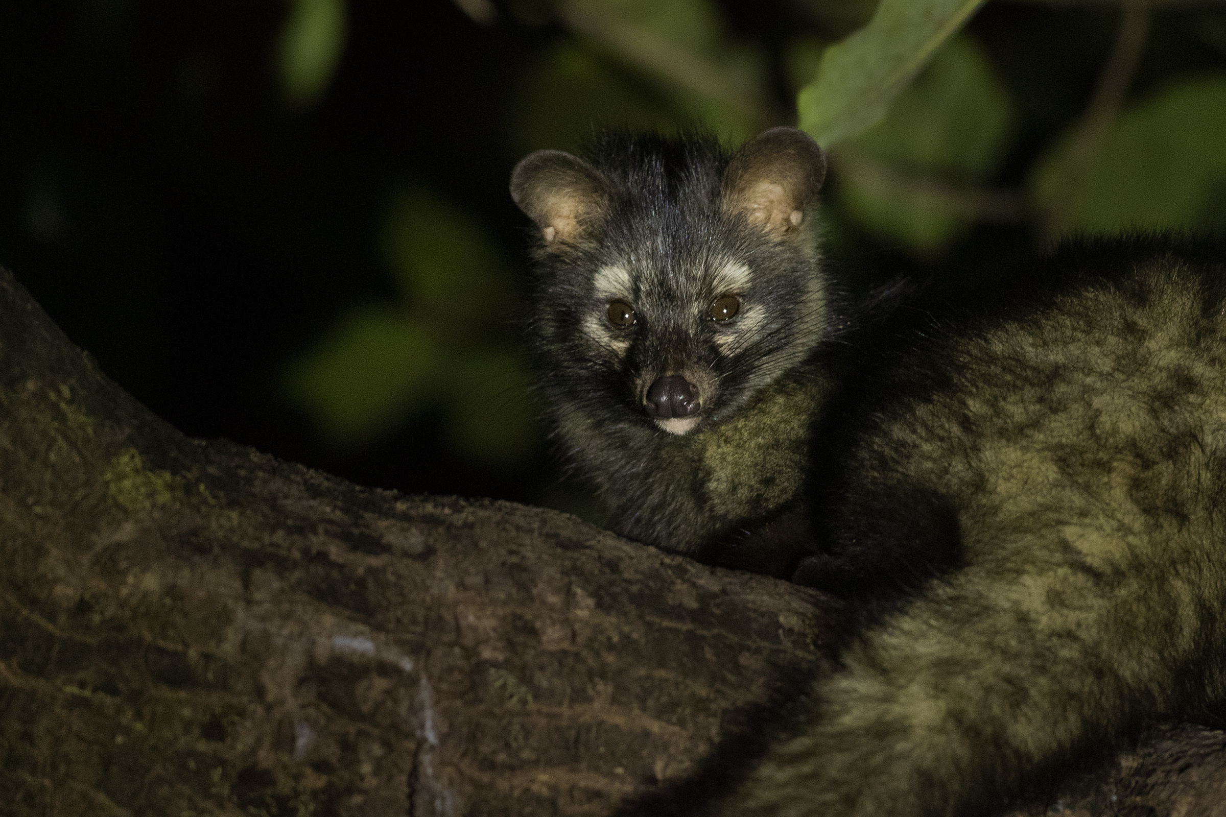 Asian Palm Civet, Civets of India, Small Indian Civet, 2400x1600 HD Desktop