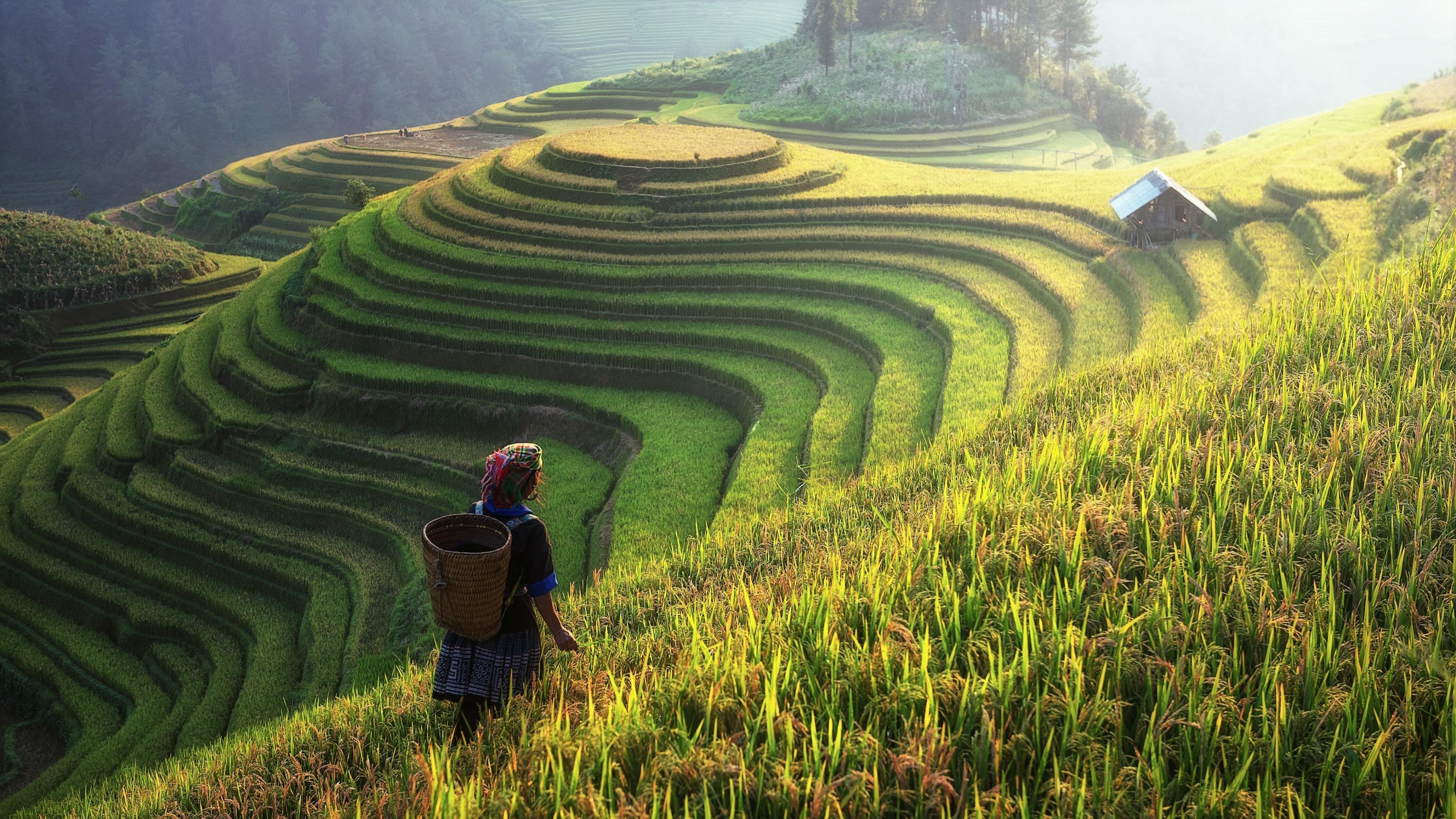 Rice fields, Mesmerizing wallpapers, Ryan Peltier's post, 3840x2160 4K Desktop