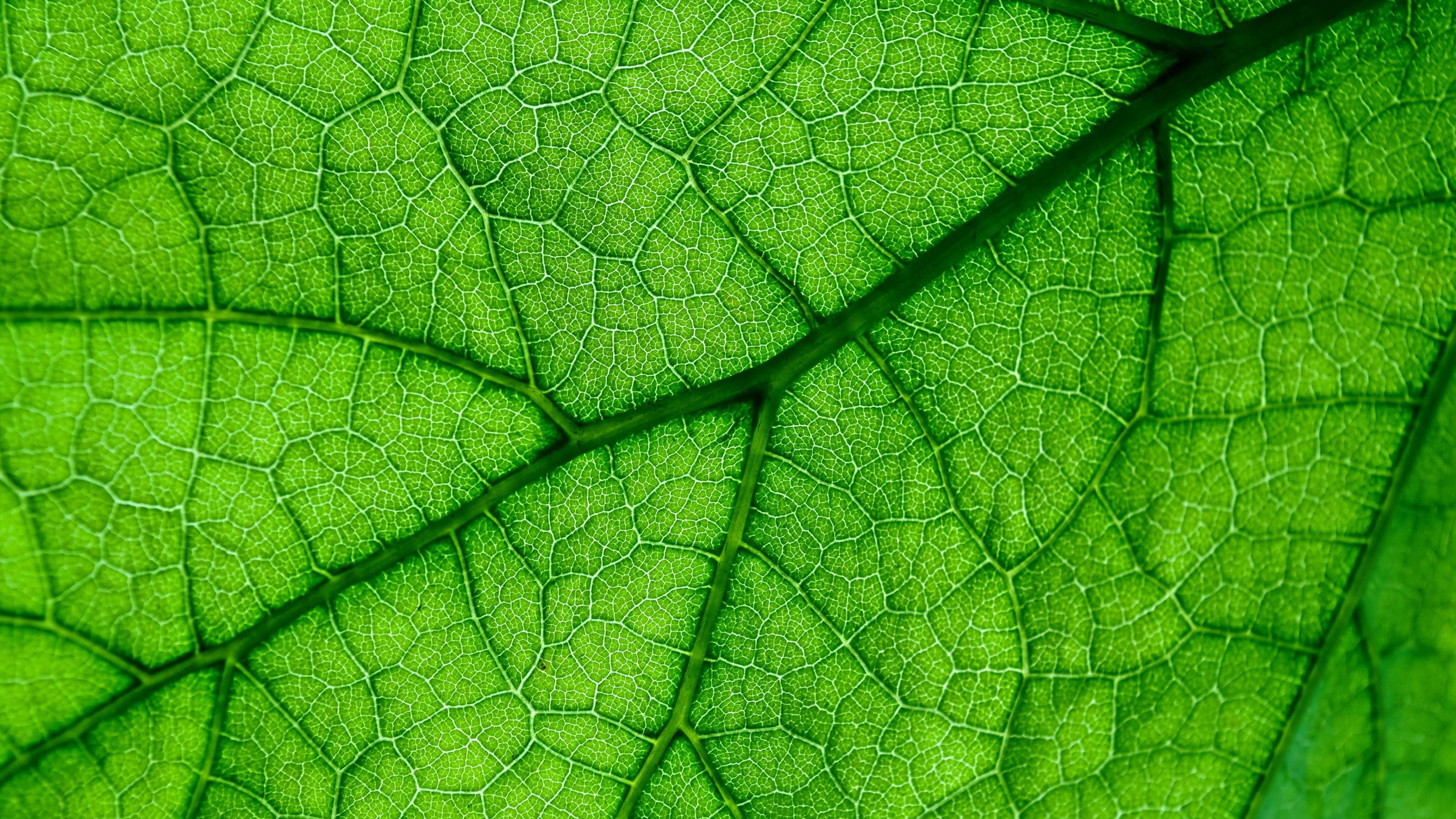 Veins, Green Leaf Wallpaper, 3840x2160 4K Desktop