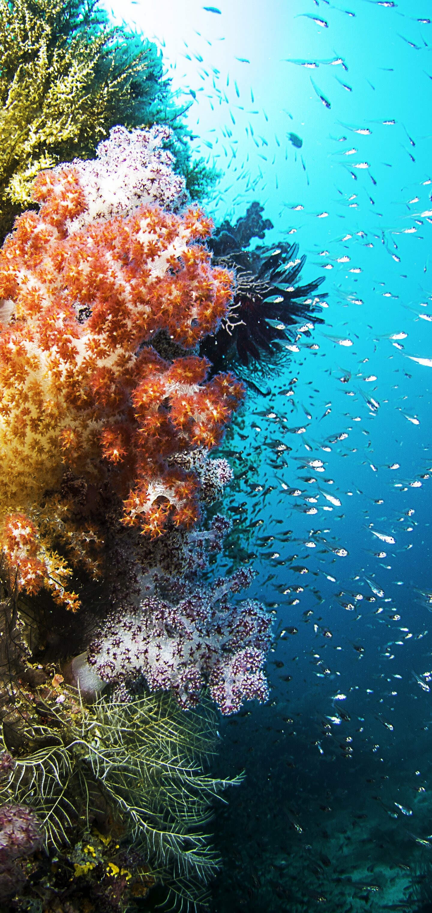 Animal coral, Nature, Underwater, Beautiful, 1440x3040 HD Phone