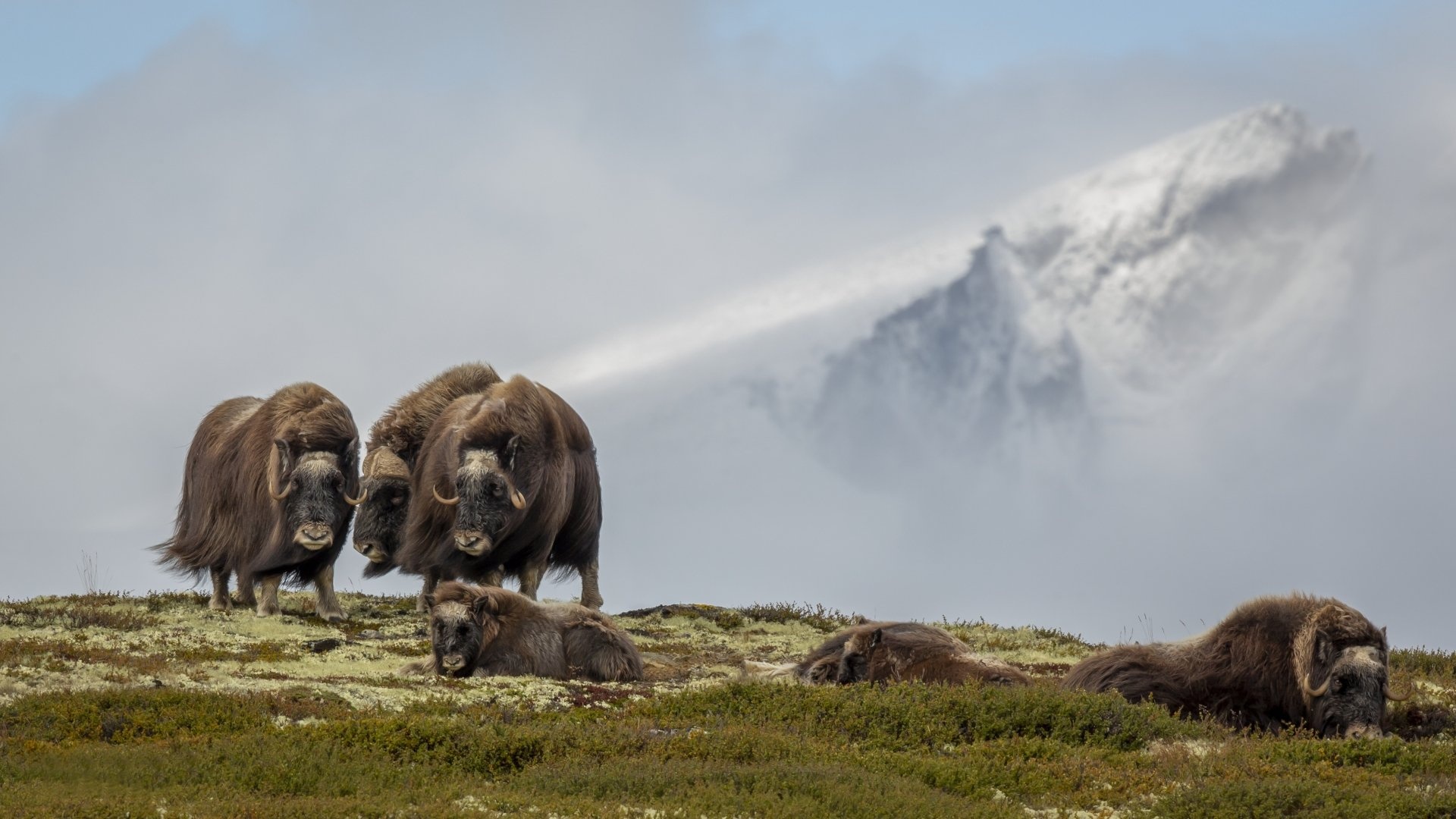 4k muskox wallpapers, Background images, Muskox, 1920x1080 Full HD Desktop