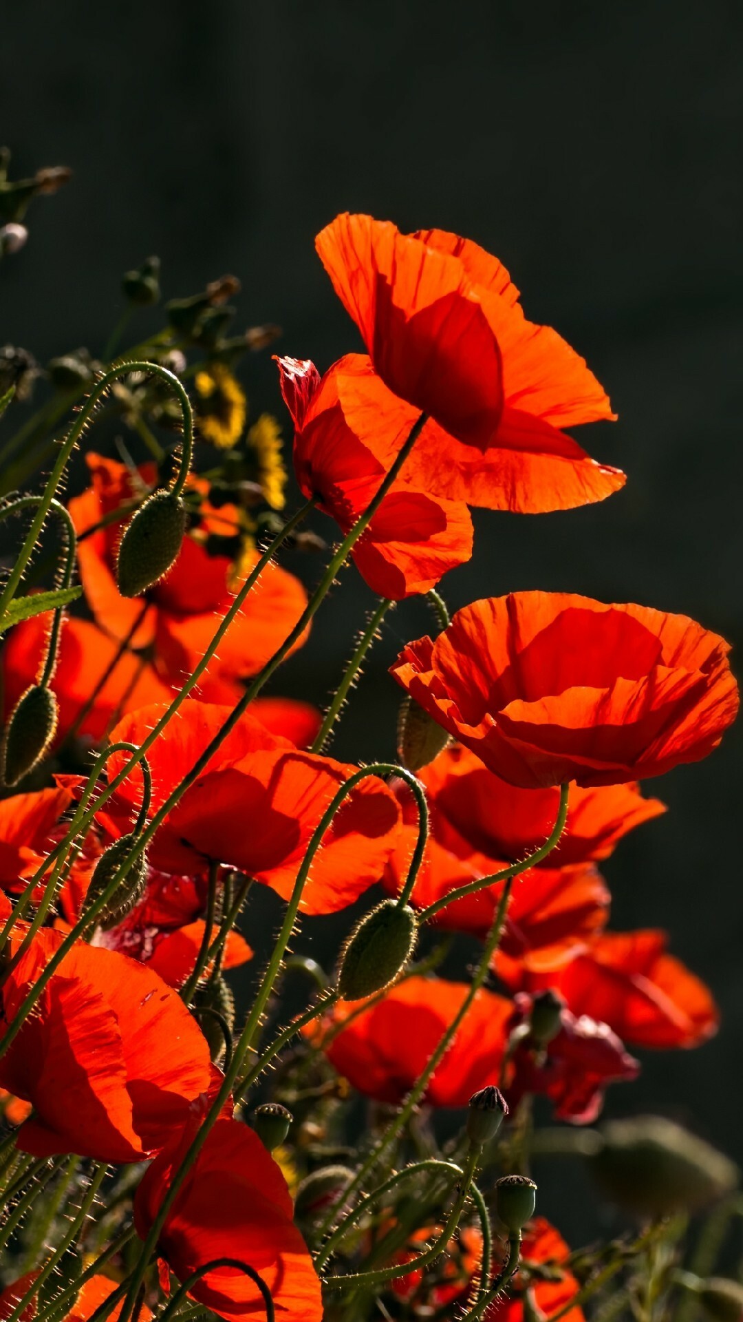 Traxzee poppy field, Breathtaking landscape, Scenic masterpiece, Nature's charm, 1080x1920 Full HD Phone