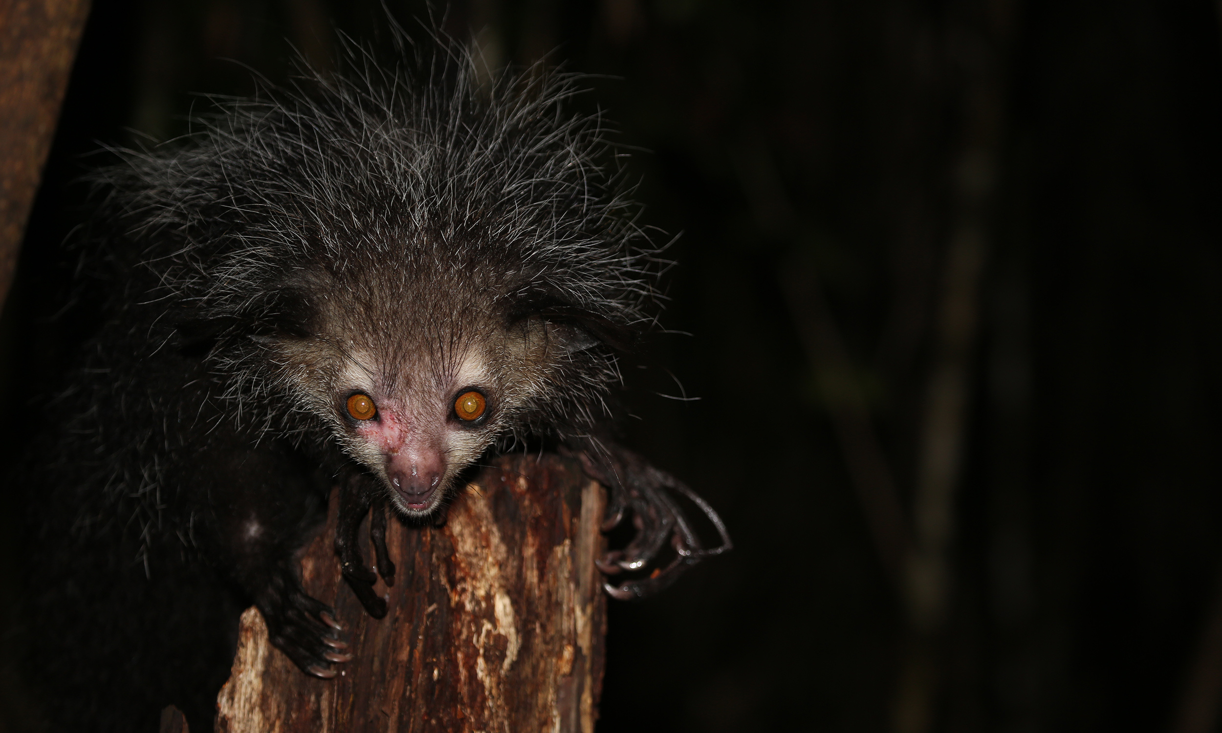 Aye Aye's habitat, Tai Pan region, Exploring wildlife, Nature's hidden gem, 2500x1500 HD Desktop