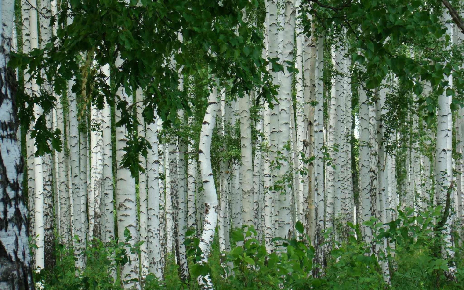 Birch trees, Autumn wonderland, Birch forest, Fall colors, 1920x1200 HD Desktop