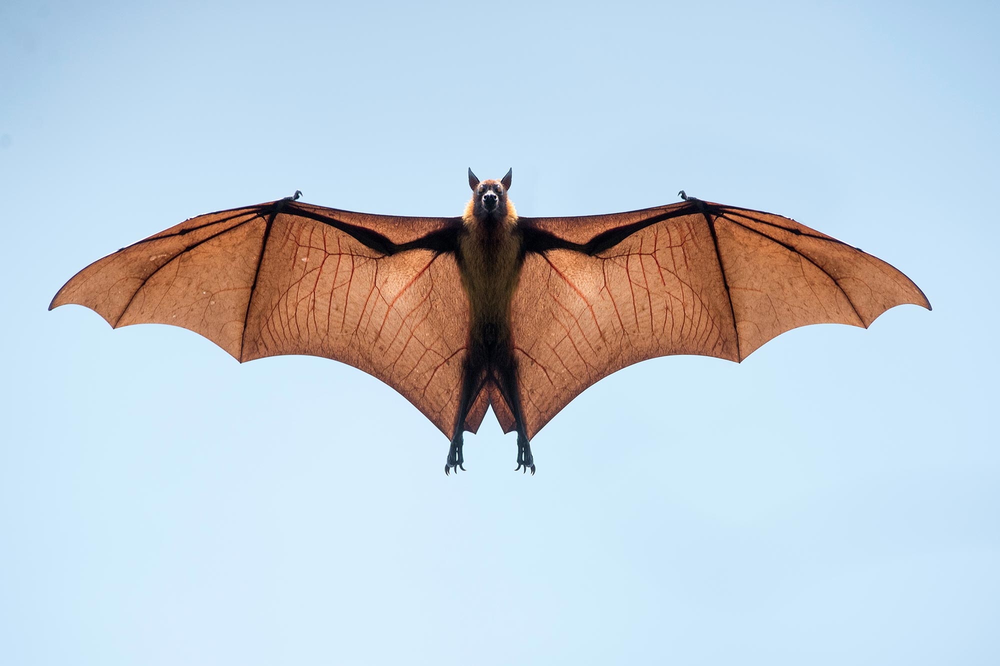 Flying bat, Hot sale, Impressive flight, Airborne acrobat, 2000x1340 HD Desktop