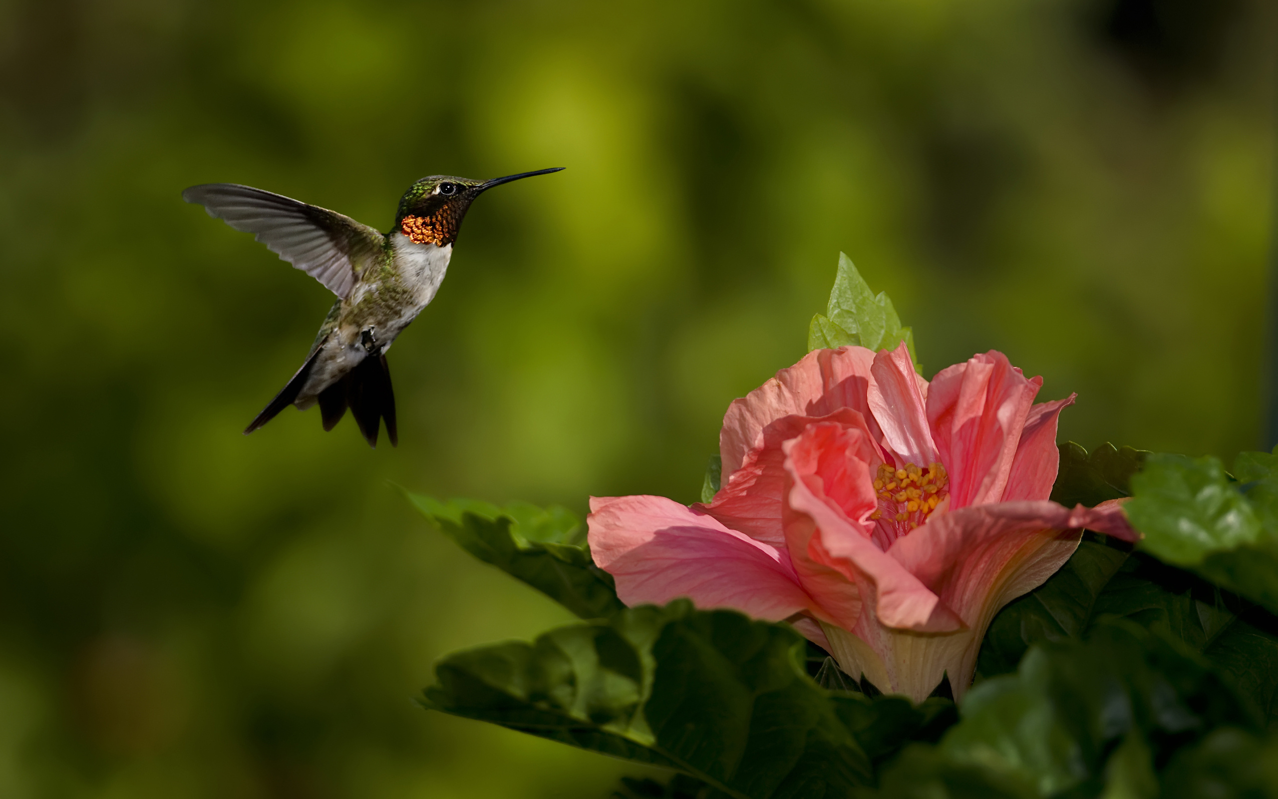 Ruby-throated, Hummingbirds Wallpaper, 2560x1600 HD Desktop