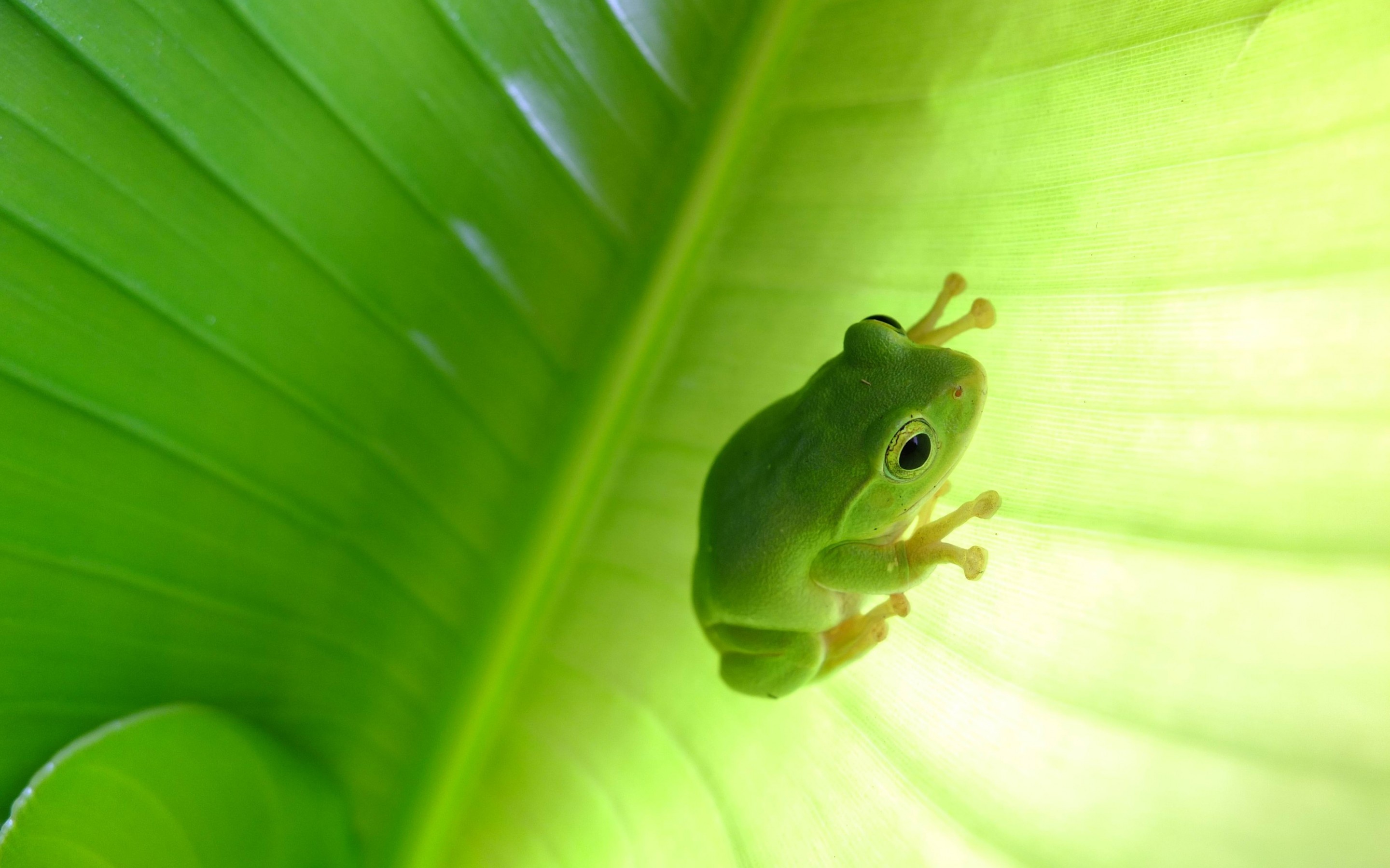 Tree frog wallpaper, Nature's beauty, Arboreal wonder, Stunning visuals, 2880x1800 HD Desktop