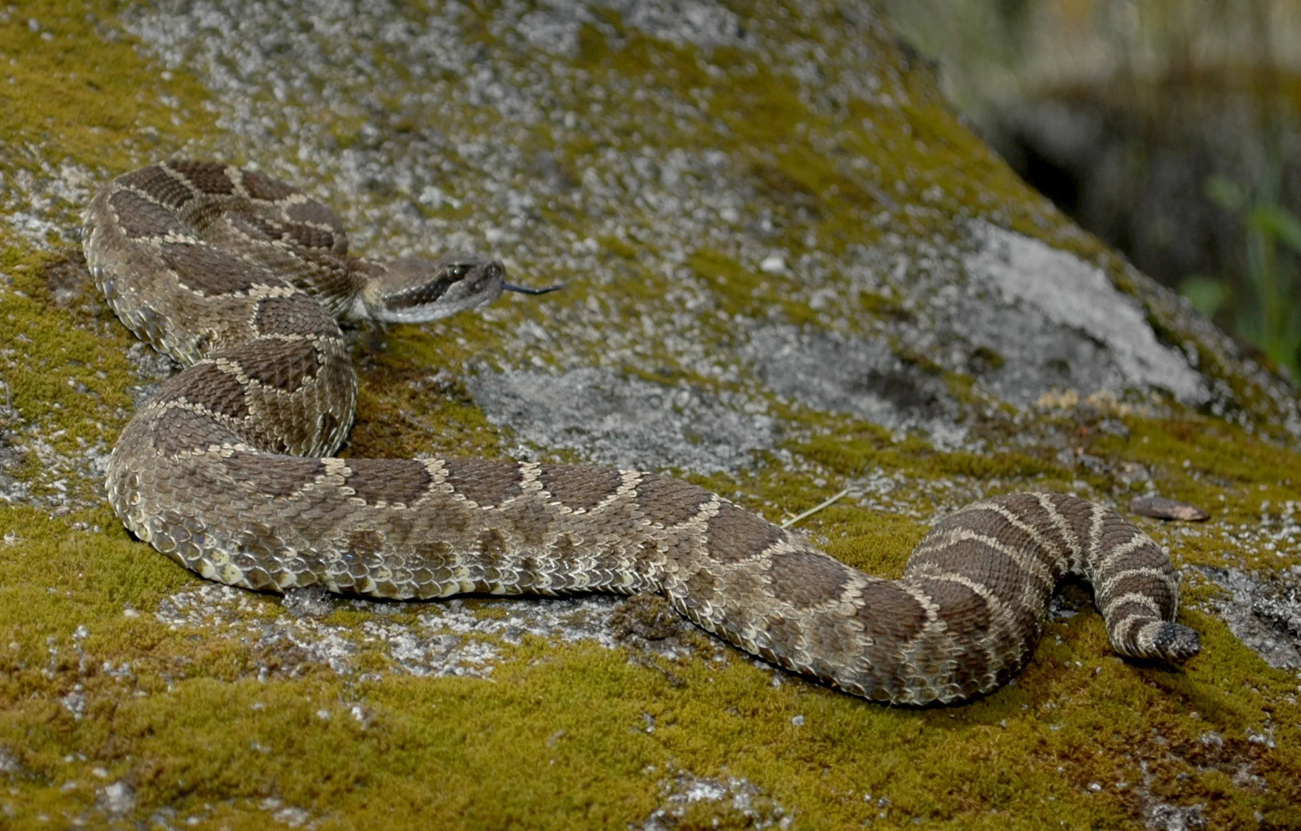 Southern Pacific rattlesnake, Rattlesnake Wallpaper, 2600x1670 HD Desktop