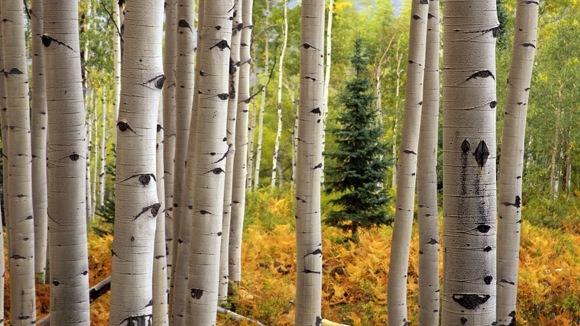 Birch trees, Stunning wallpapers, Birch tree magic, Nature's elegance, 1920x1080 Full HD Desktop