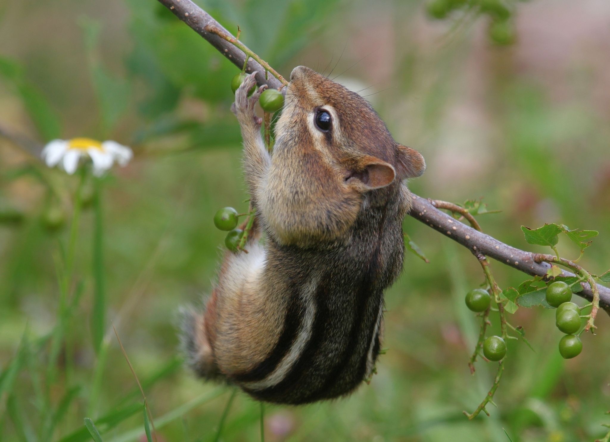 Chipmunk, Animals, HD Wallpaper, Download, 2050x1490 HD Desktop