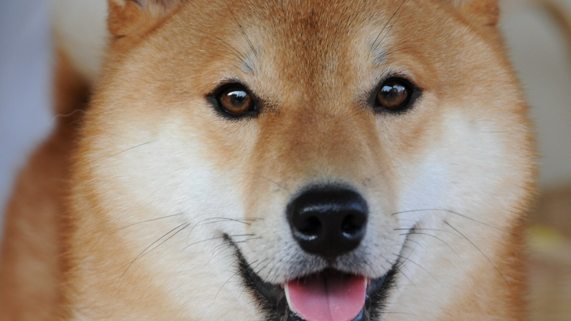 Shiba Inu, Wallpaper collection, Stunning images, High-definition, 1920x1080 Full HD Desktop