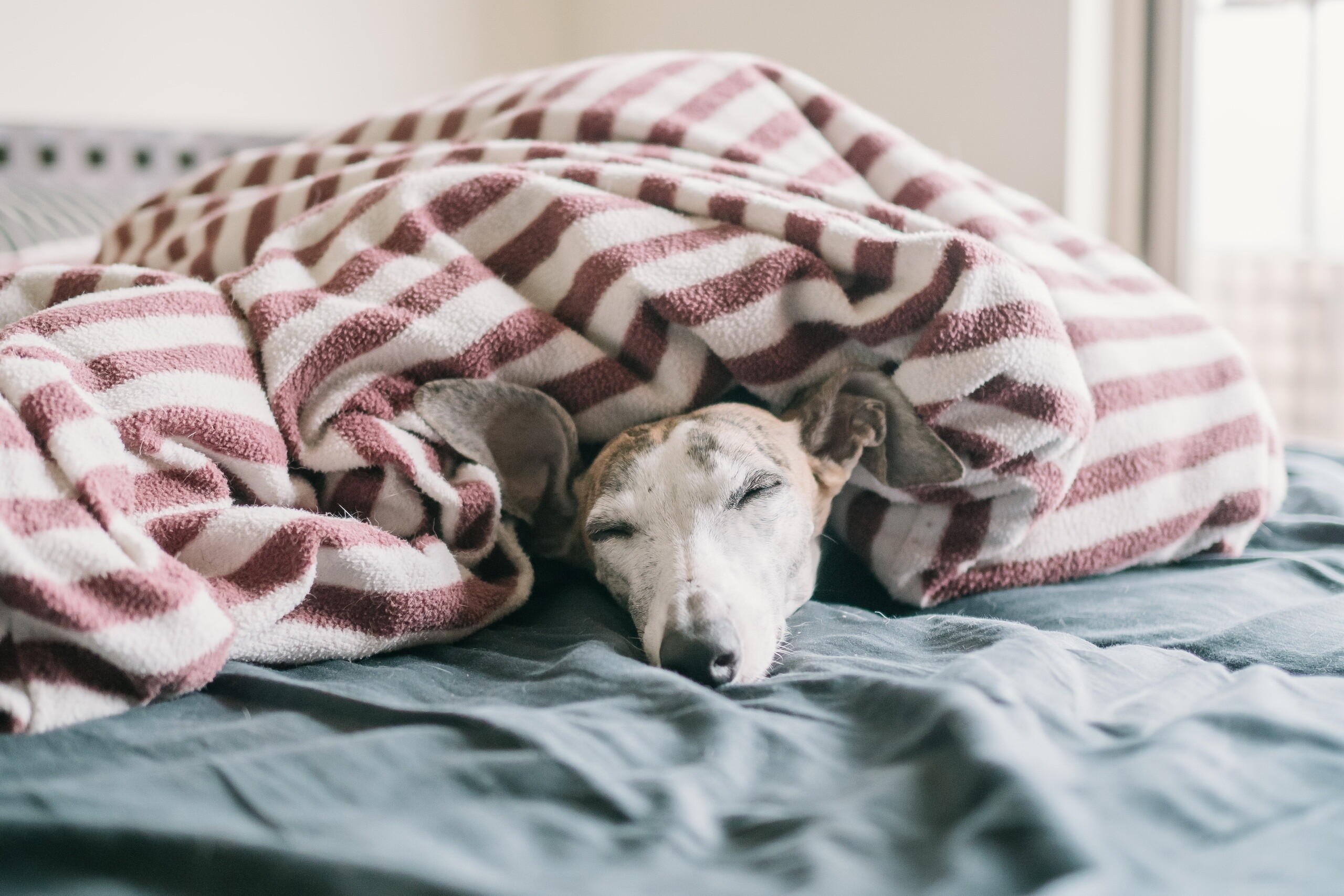 Peaceful sleep, Whippets Wallpaper, 2560x1710 HD Desktop