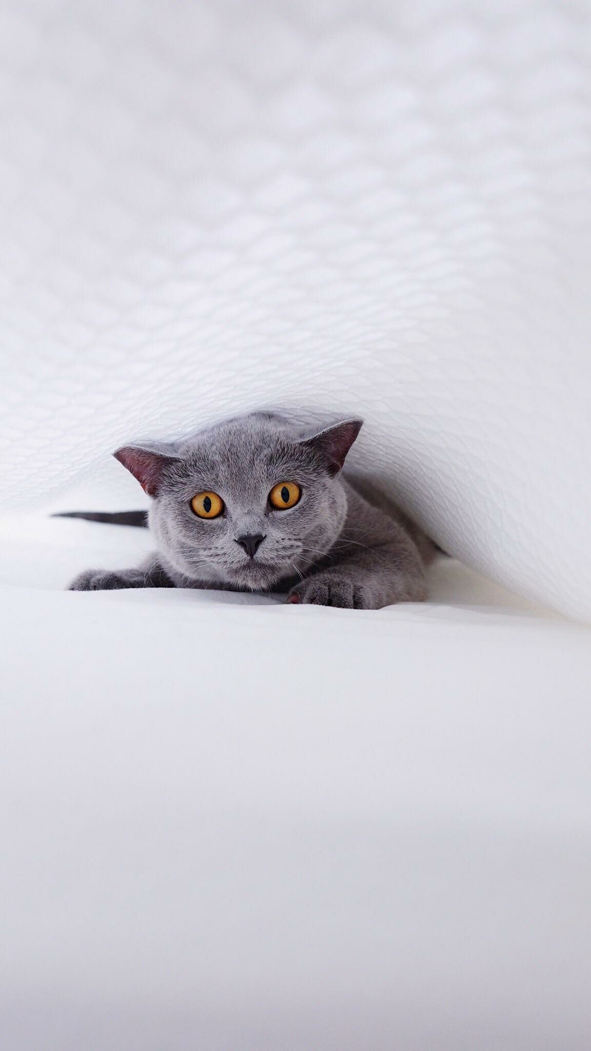 British Cat, Cozy under the blanket, Adorable boy, Unconditional love, 1160x2050 HD Phone