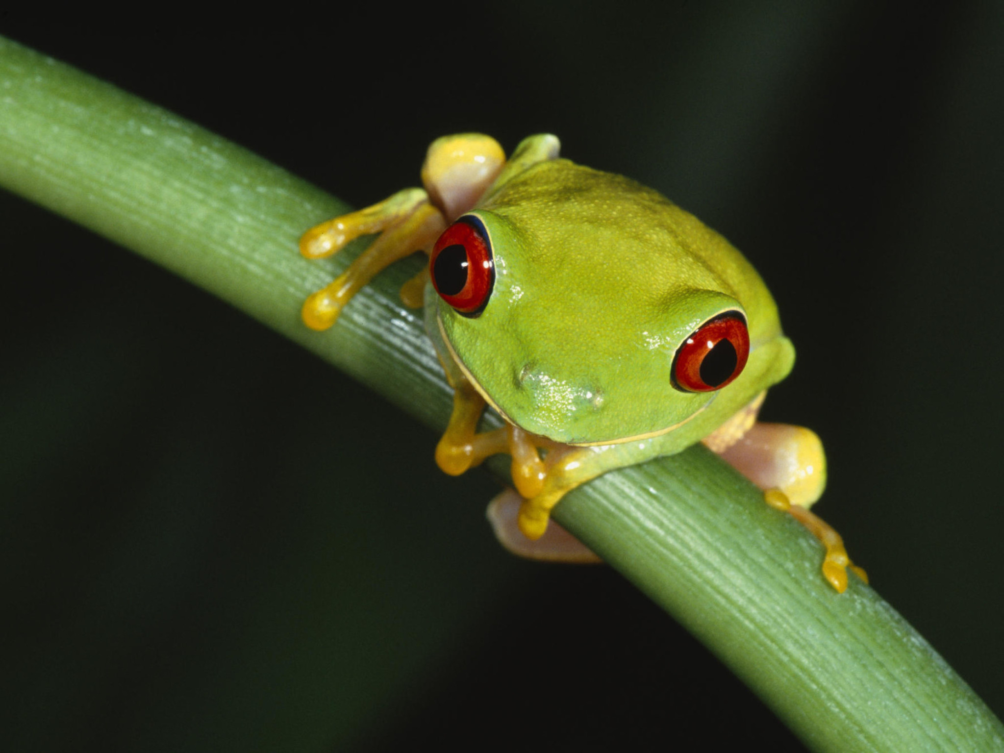 Mesmerizing frog wallpaper, Vibrant red-eyed frog, Free HD downloads, Frog lover, 2050x1540 HD Desktop