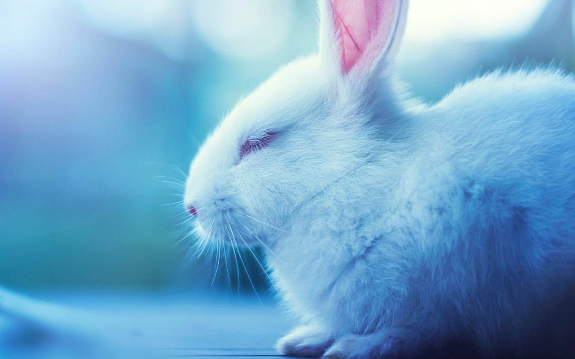 Elegant bunny rabbits, Graceful creatures, Gentle nature, Wallflower's delight, 1920x1200 HD Desktop