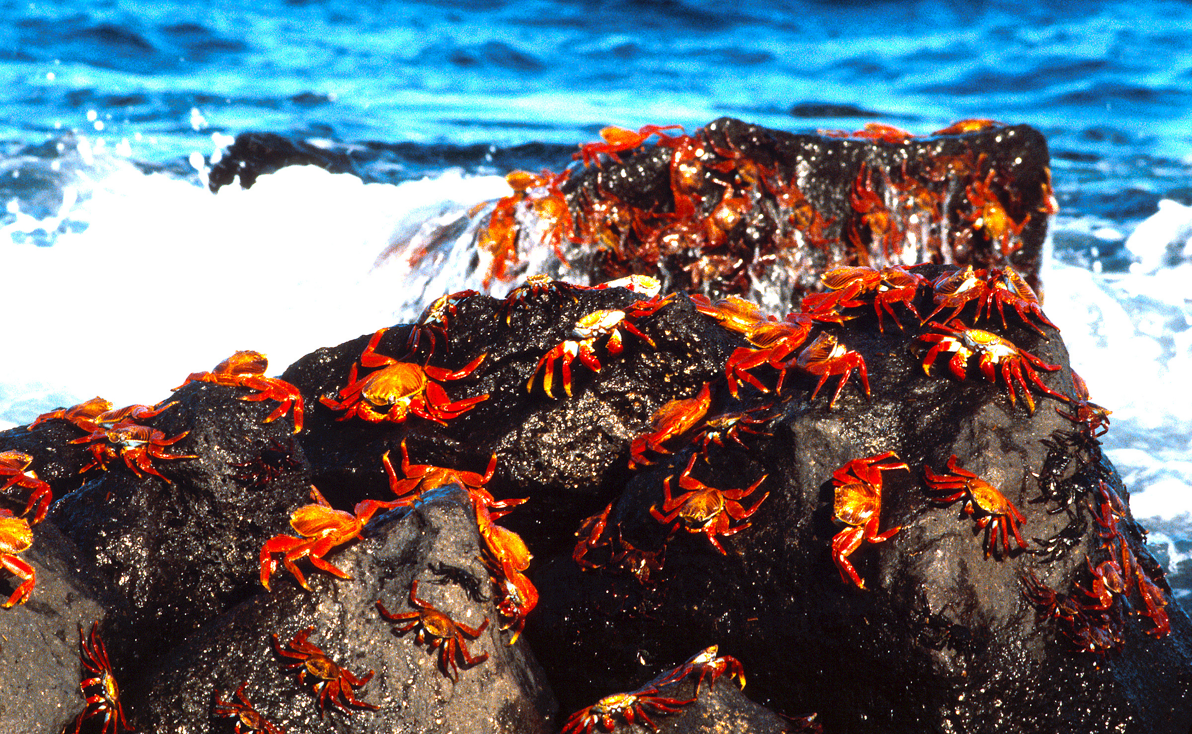 Galapagos Islands, Exquisite wallpapers, Sarah Sellers, Captivating images, 2400x1480 HD Desktop