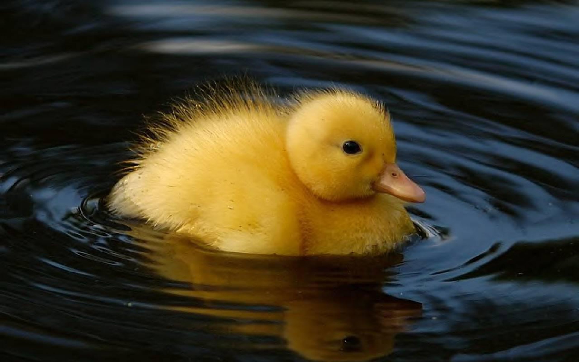 Adorable baby duck, HD wallpapers, Princessnomy's photo, Cute fandom, 1920x1200 HD Desktop