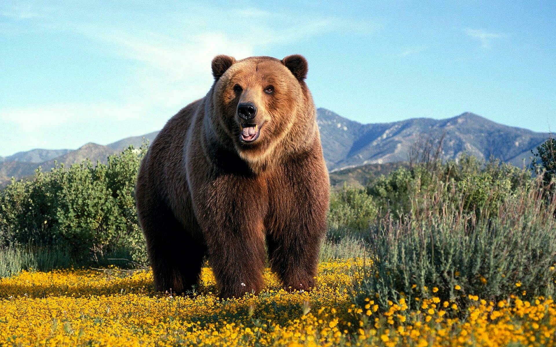 Grizzly bears wallpapers, Majestic creatures, Wallpaper selection, Animal beauty, 1920x1200 HD Desktop