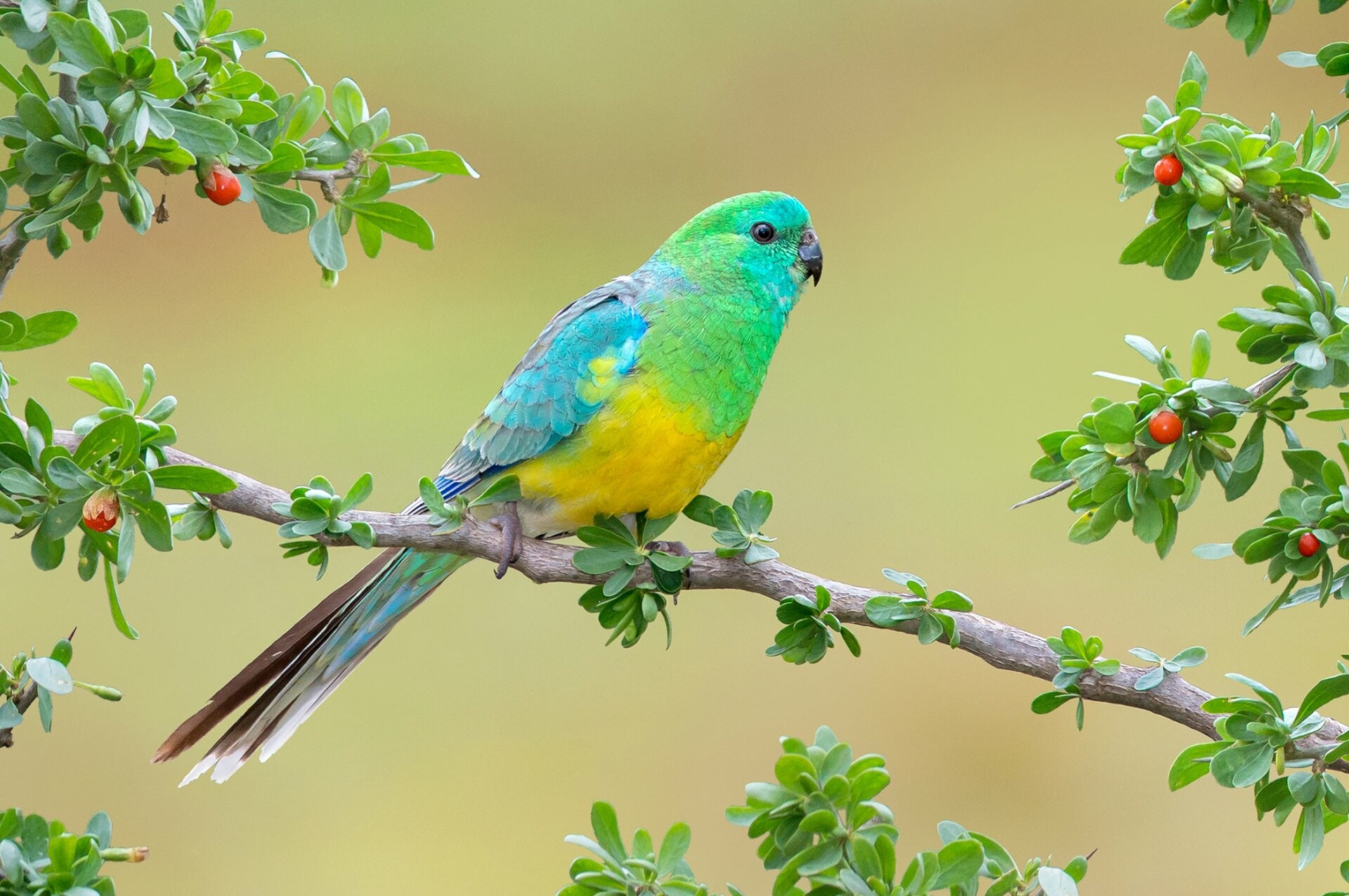 Grass parrot, Parrots Wallpaper, 1920x1280 HD Desktop