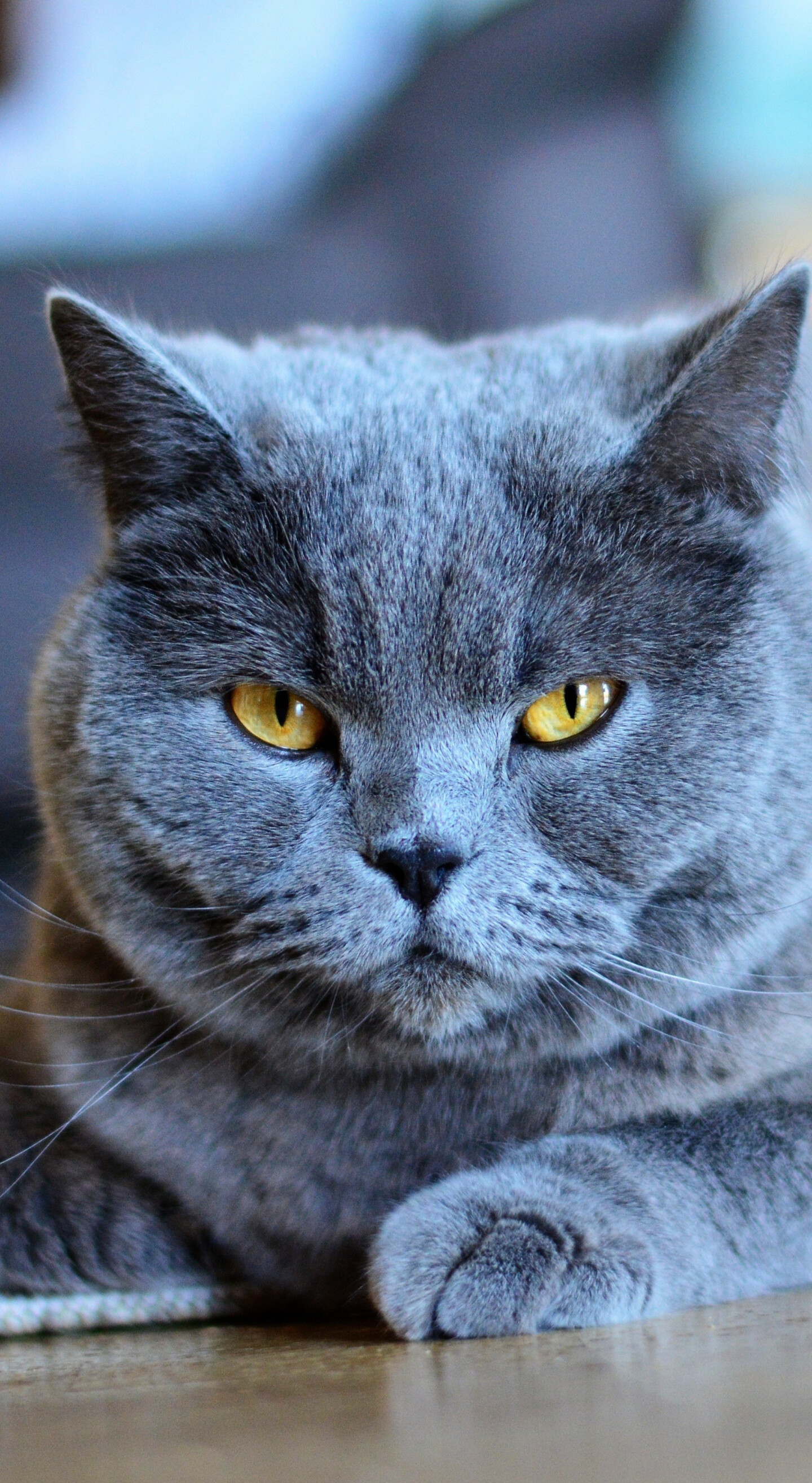 British Cat, Grey cat, Subtle elegance, Striking background, 1440x2630 HD Phone