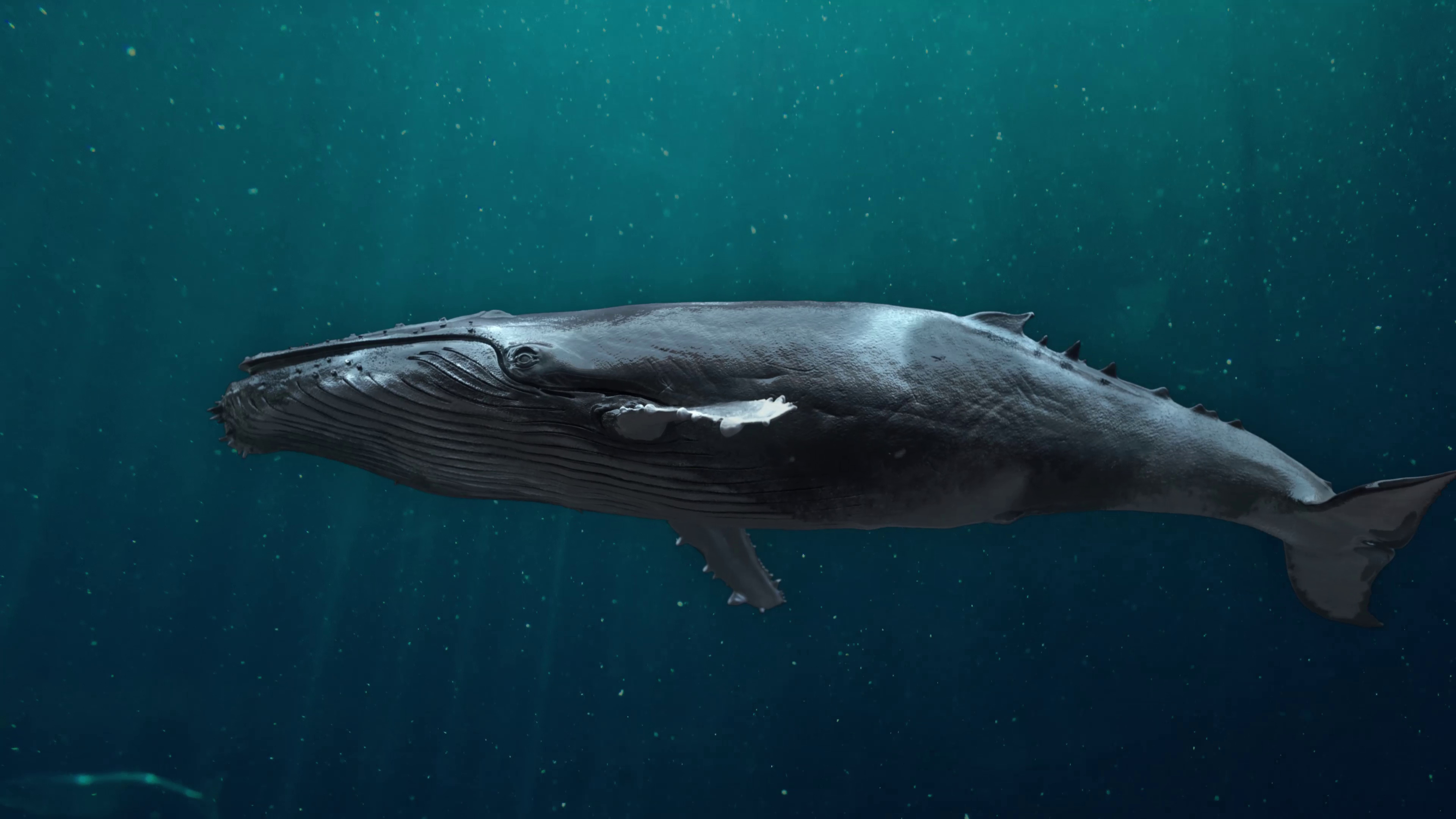 Blue Whale, 4k footage, Alpha, Loop, 3840x2160 4K Desktop