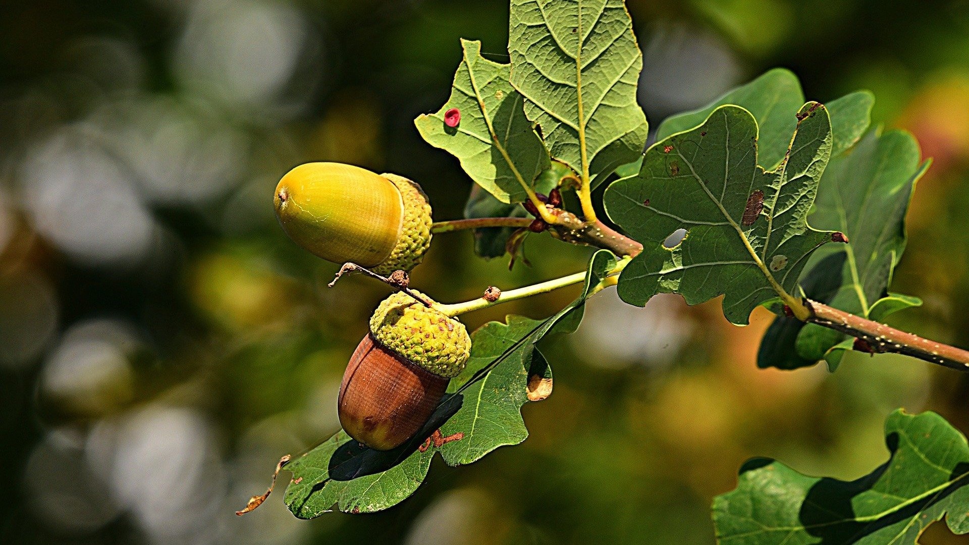 Oak tree conservation, Protecting Chicago's heritage, Environmental responsibility, Preserving nature, 1920x1080 Full HD Desktop