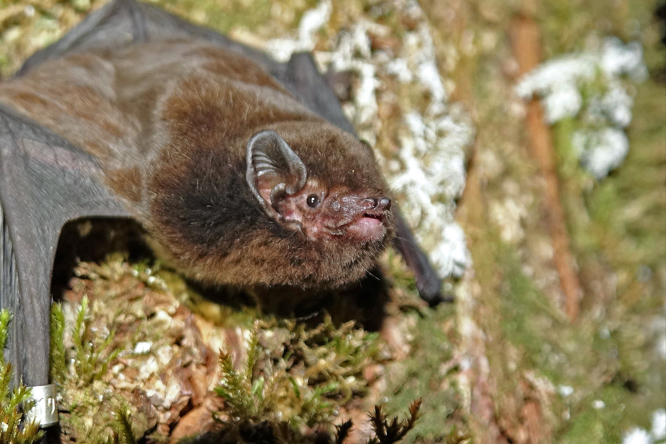 New Zealand bird, Bat scoops award, CNN travel, Bird of the year, 2170x1450 HD Desktop