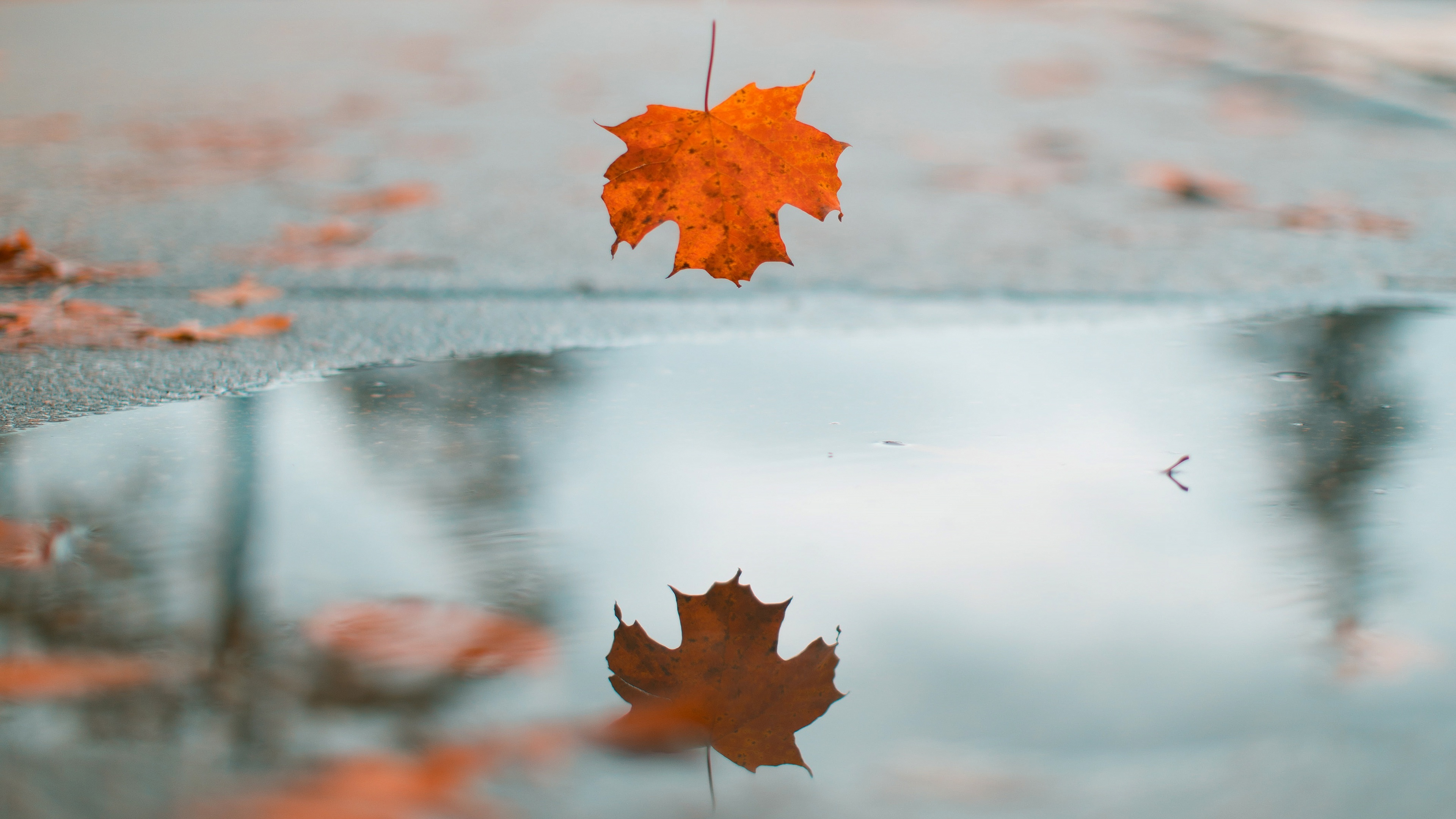 Leaf, 4K ultra HD, Nature's wonder, Exquisite detail, 3840x2160 4K Desktop