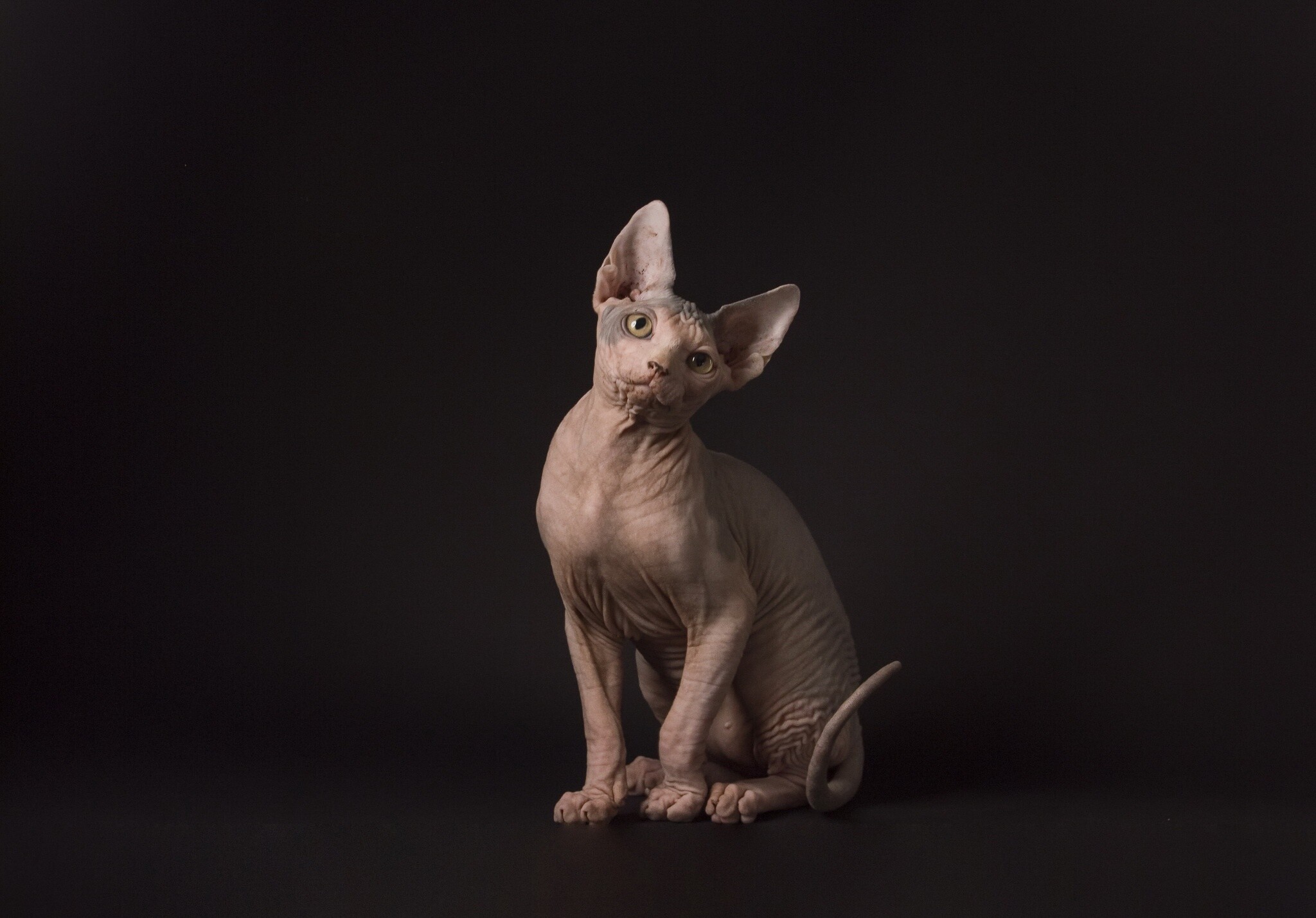 Sphynx Cat, HD wallpaper, Mesmerizing gaze, Captivating beauty, 2050x1430 HD Desktop