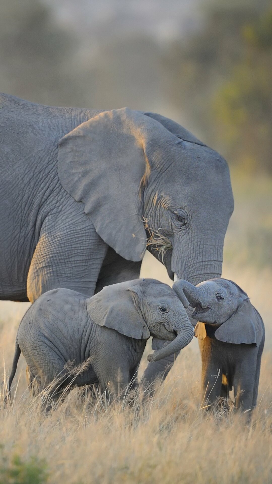 Elephant, Majestic creatures, Wildlife photography, Nature's wonders, 1080x1920 Full HD Phone