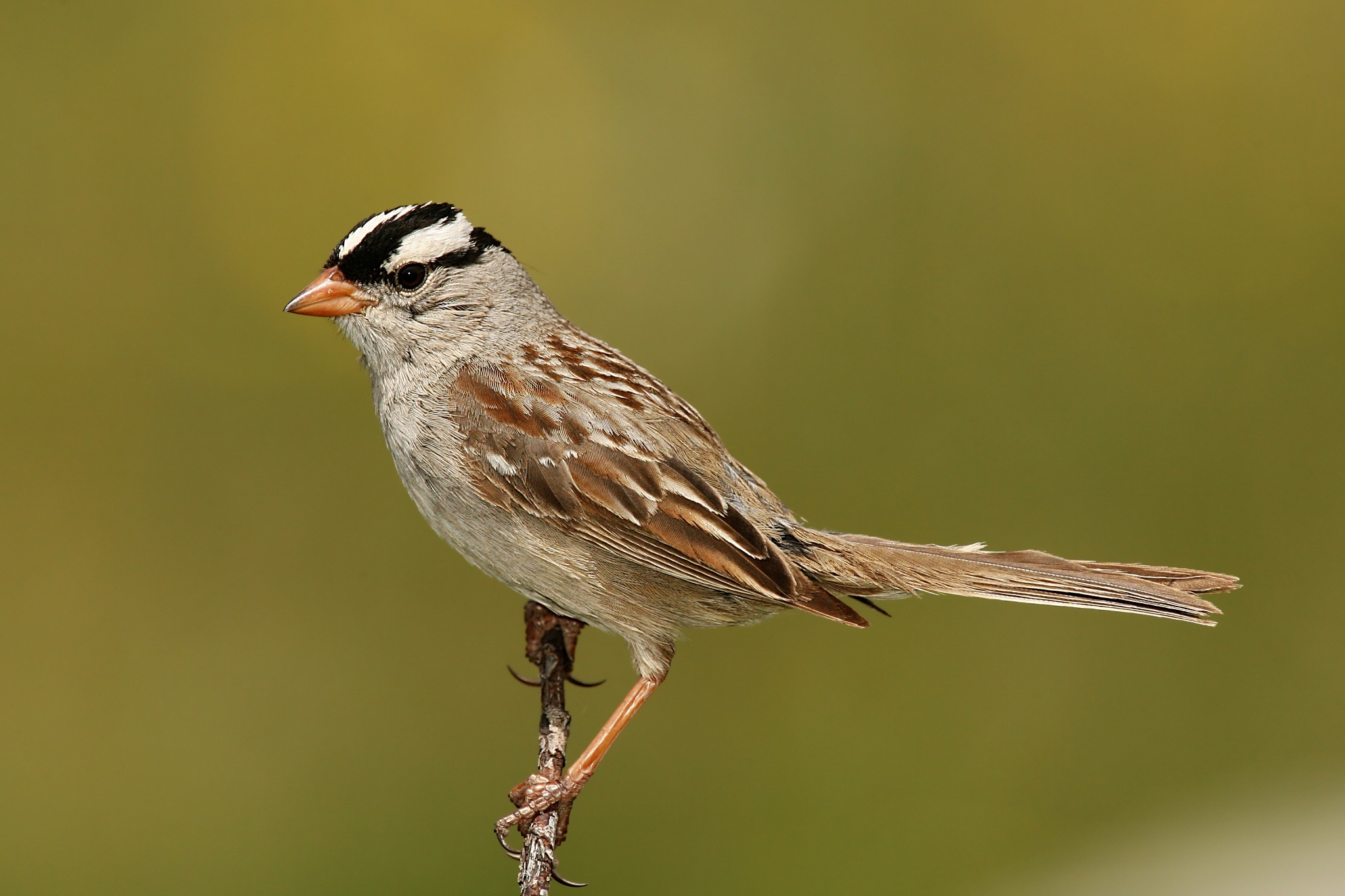 HQ sparrow pictures, 4K wallpaper selection, 2019 bird wallpapers, Animal wallpaper compilation, 2050x1370 HD Desktop