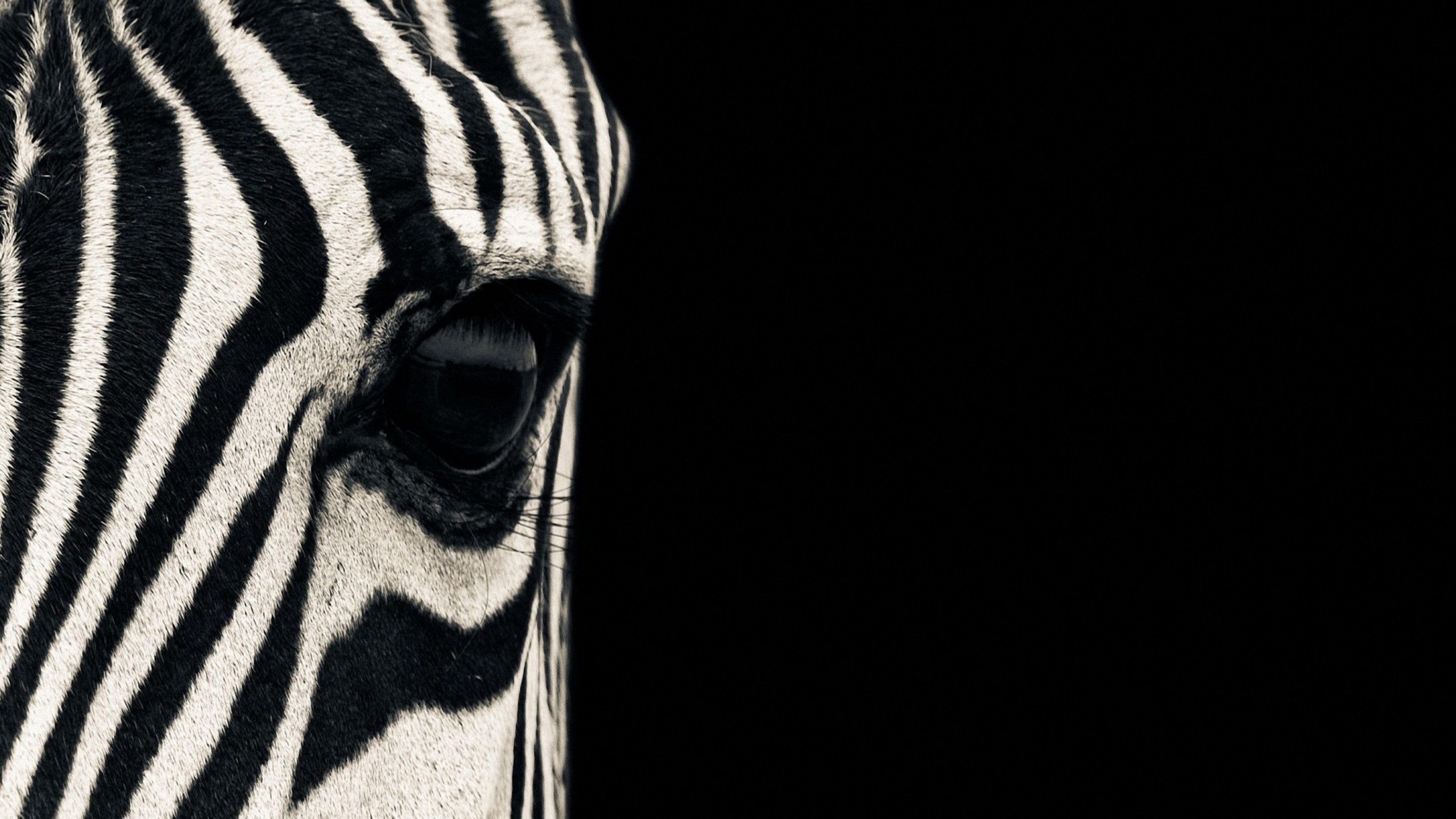 Eye, Zebras Wallpaper, 3840x2160 4K Desktop