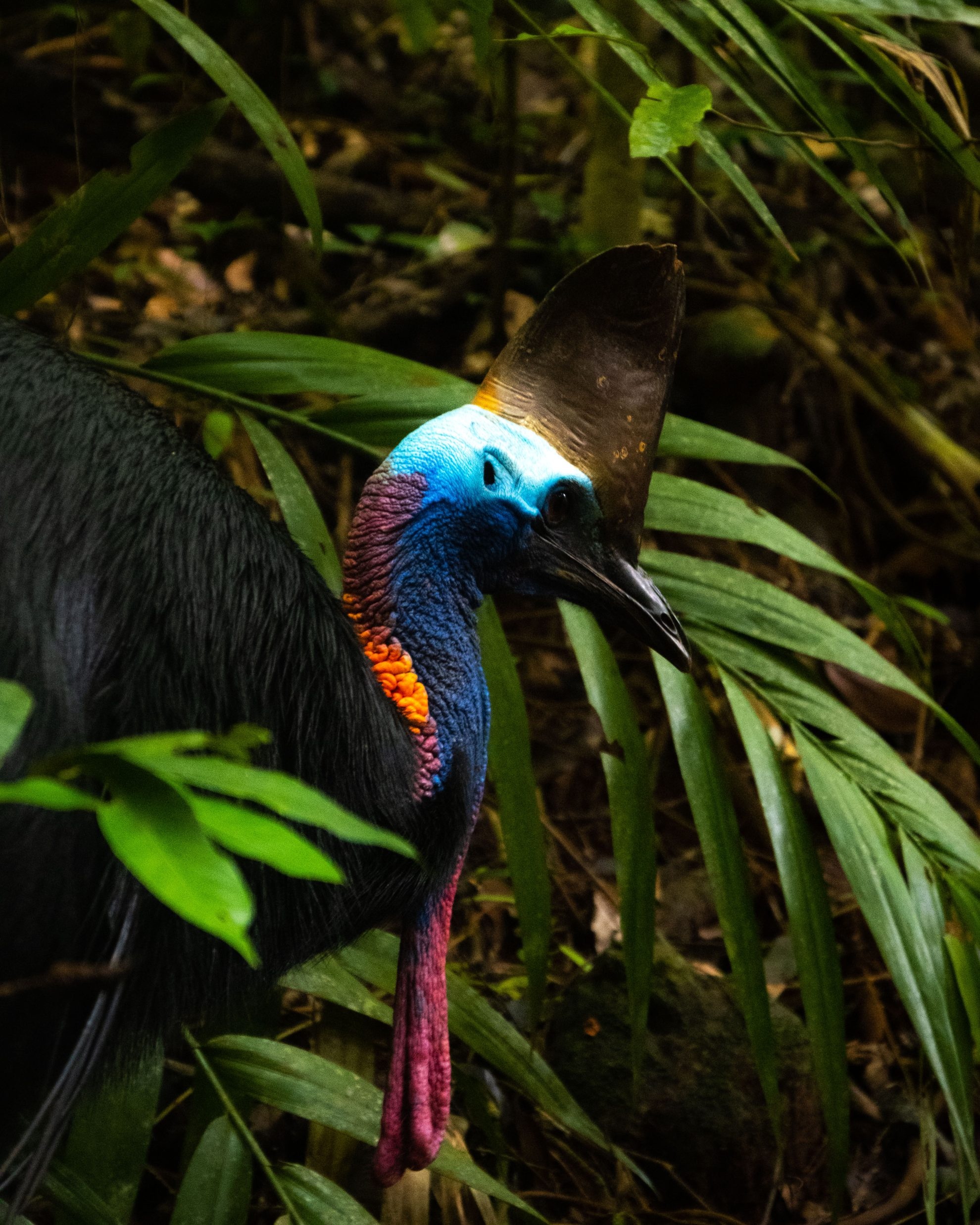 Daintree National Park, Daintree Rainforest National Park, roadtrip naar cape tribulation, 1980x2480 HD Phone