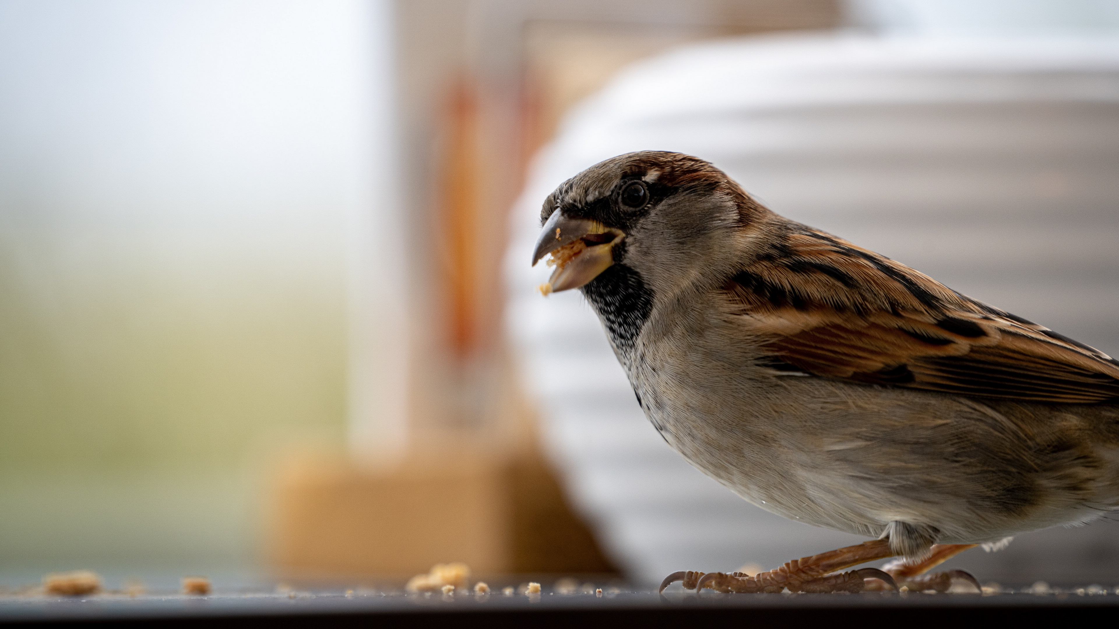 Bird's beauty, Feathered marvel, Nature's art, Perfect capture, 3840x2160 4K Desktop