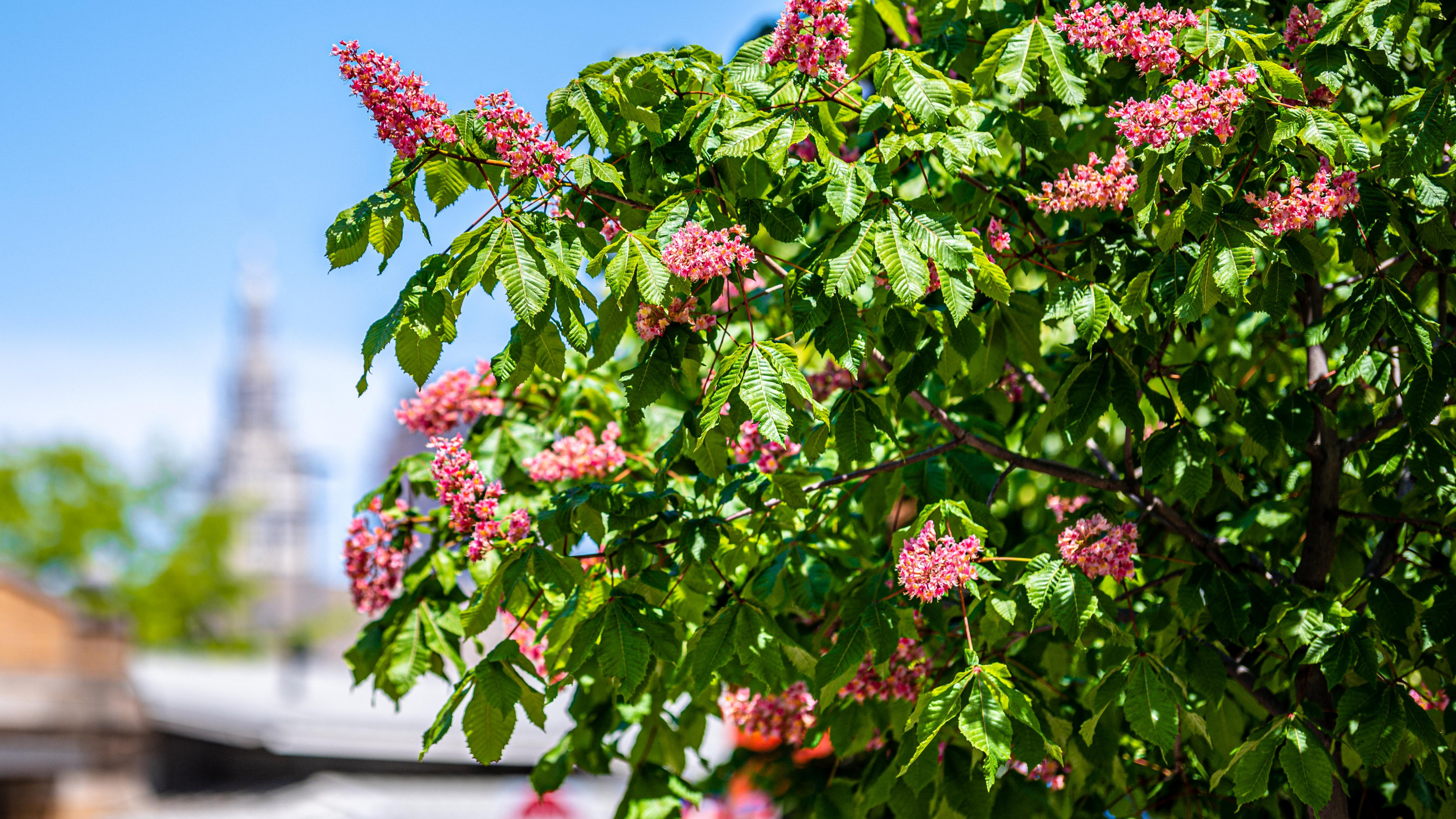 Chestnut tree, Wallpaper, Flowers, Spring, 2880x1620 HD Desktop